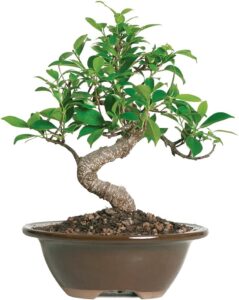  Brussel's Live Golden Gate Ficus Indoor Bonsai Tree - 4 Years Old; 5 to 8 Tall with Decorative Container