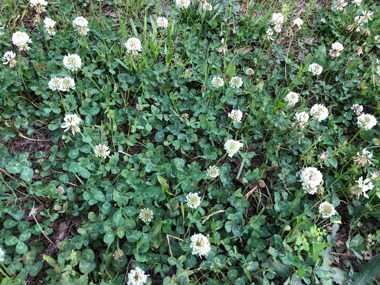 white clover weed
