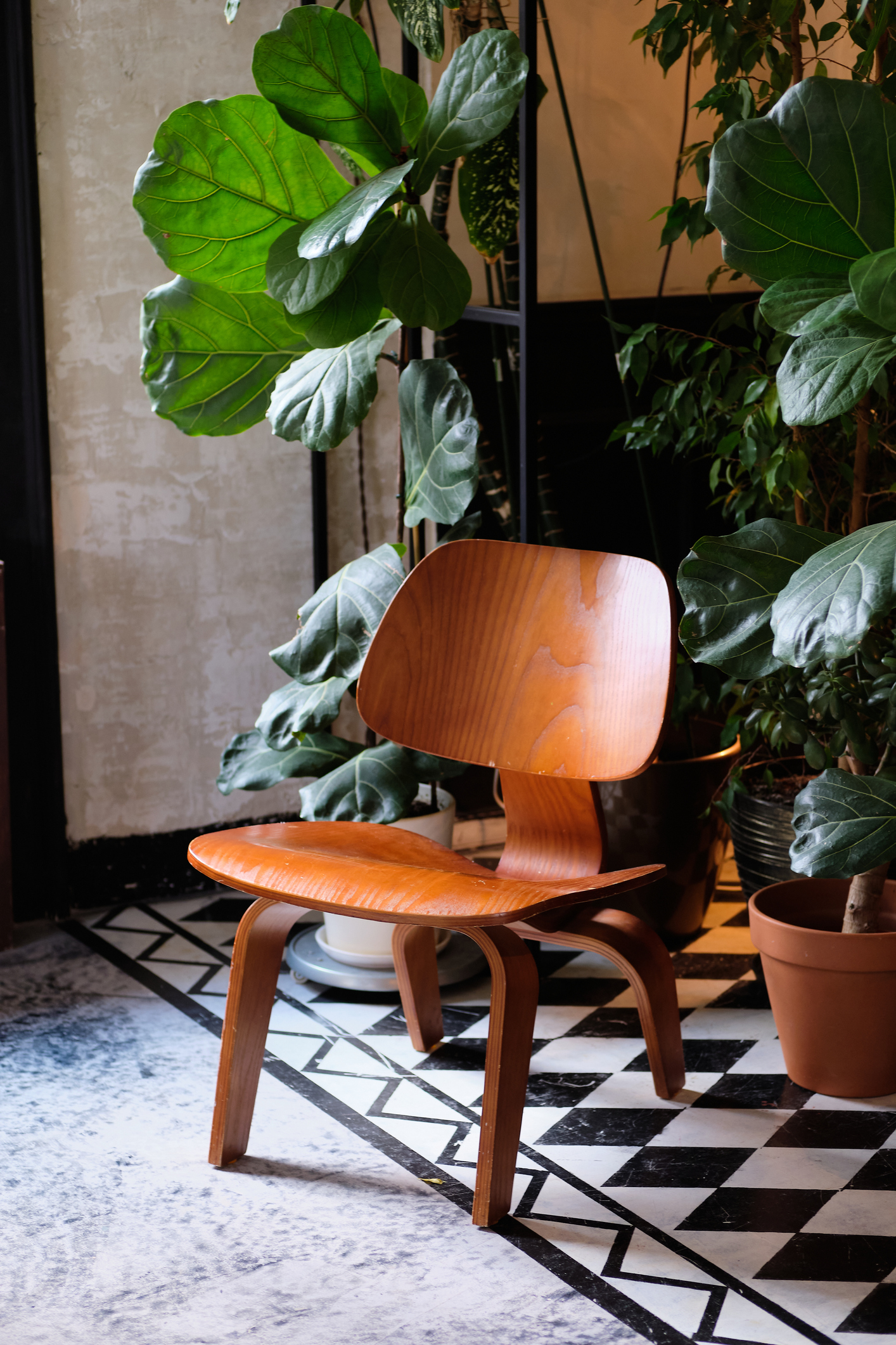 Various indoor flowers in clay pots in the living room. Stylish composition of houseplants, modern decor. Urban jungle interior with indoor plants and Wooden chair.