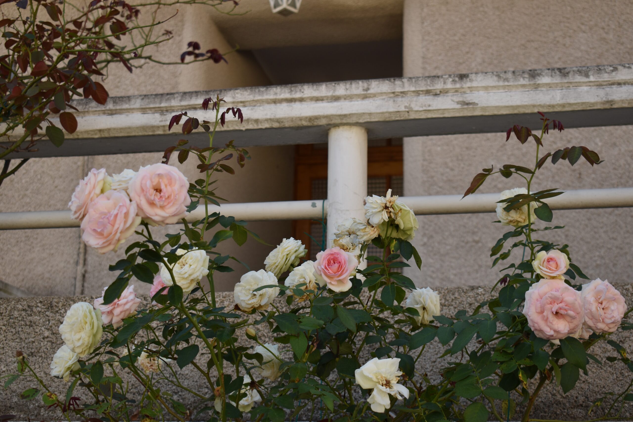 roses in front of home