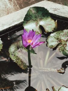 Pond water feature with lotus flower