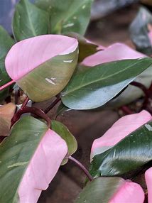 Pink Princess Philodendron: A Guide to Growth and Care