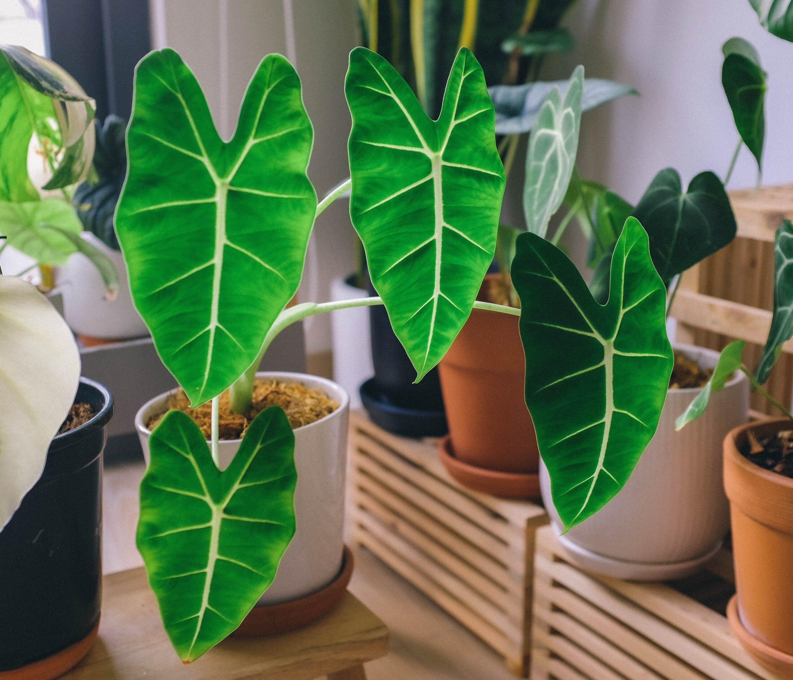 Alocasia Jacklyn