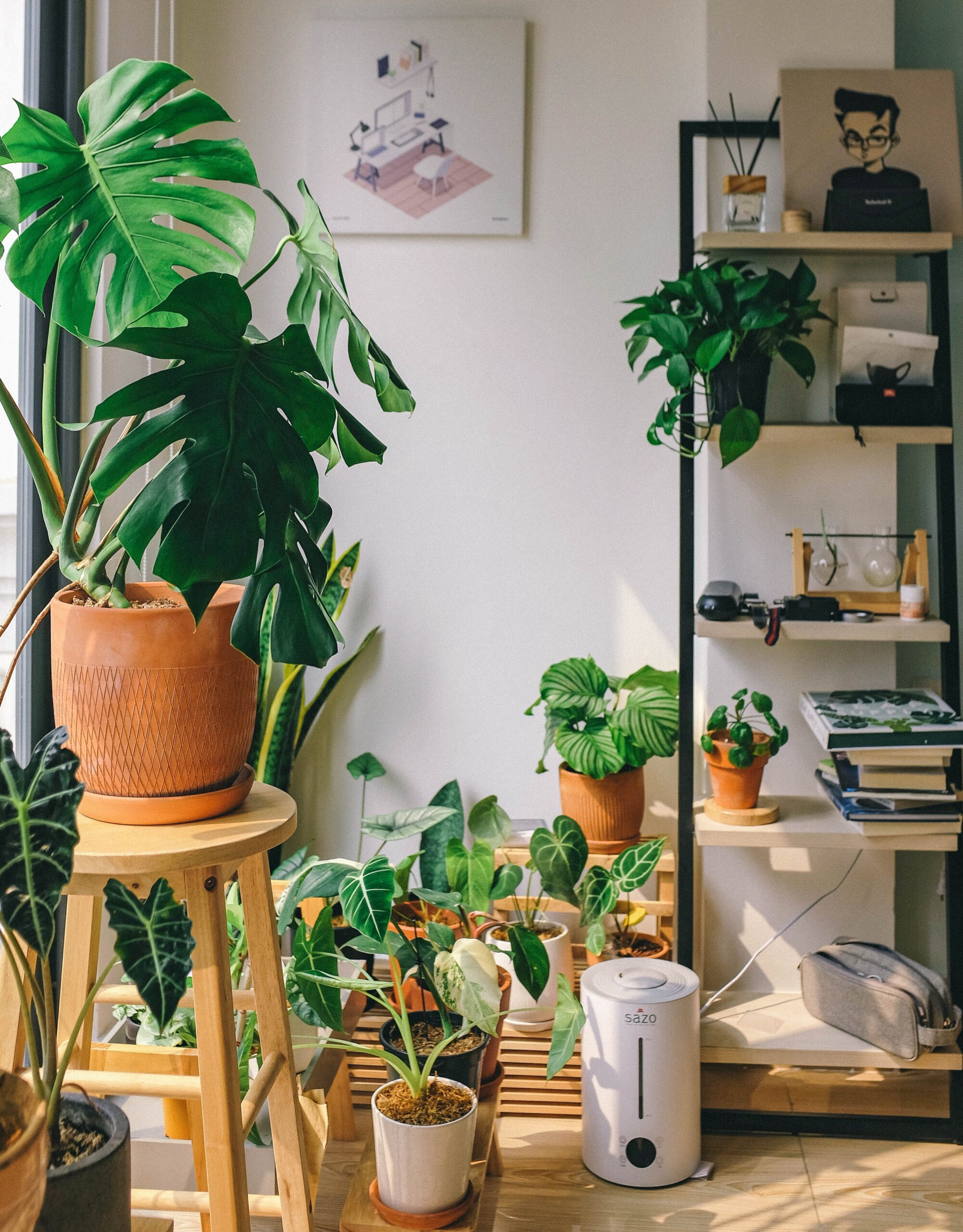 best indoor shade plants