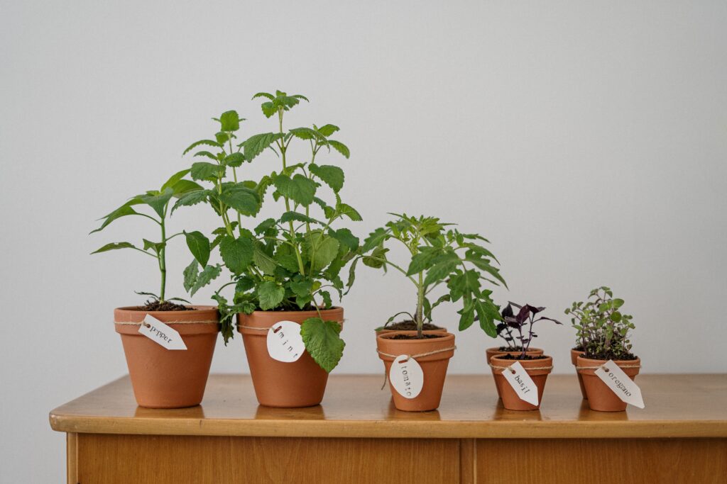 terracotta container for indoor garden