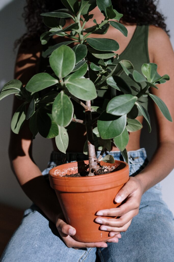 woman holding an indoor plant for new home