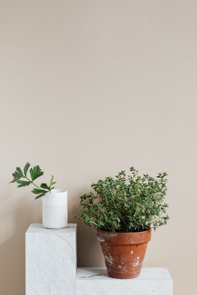 Indoor garden with herb in terracotta pot