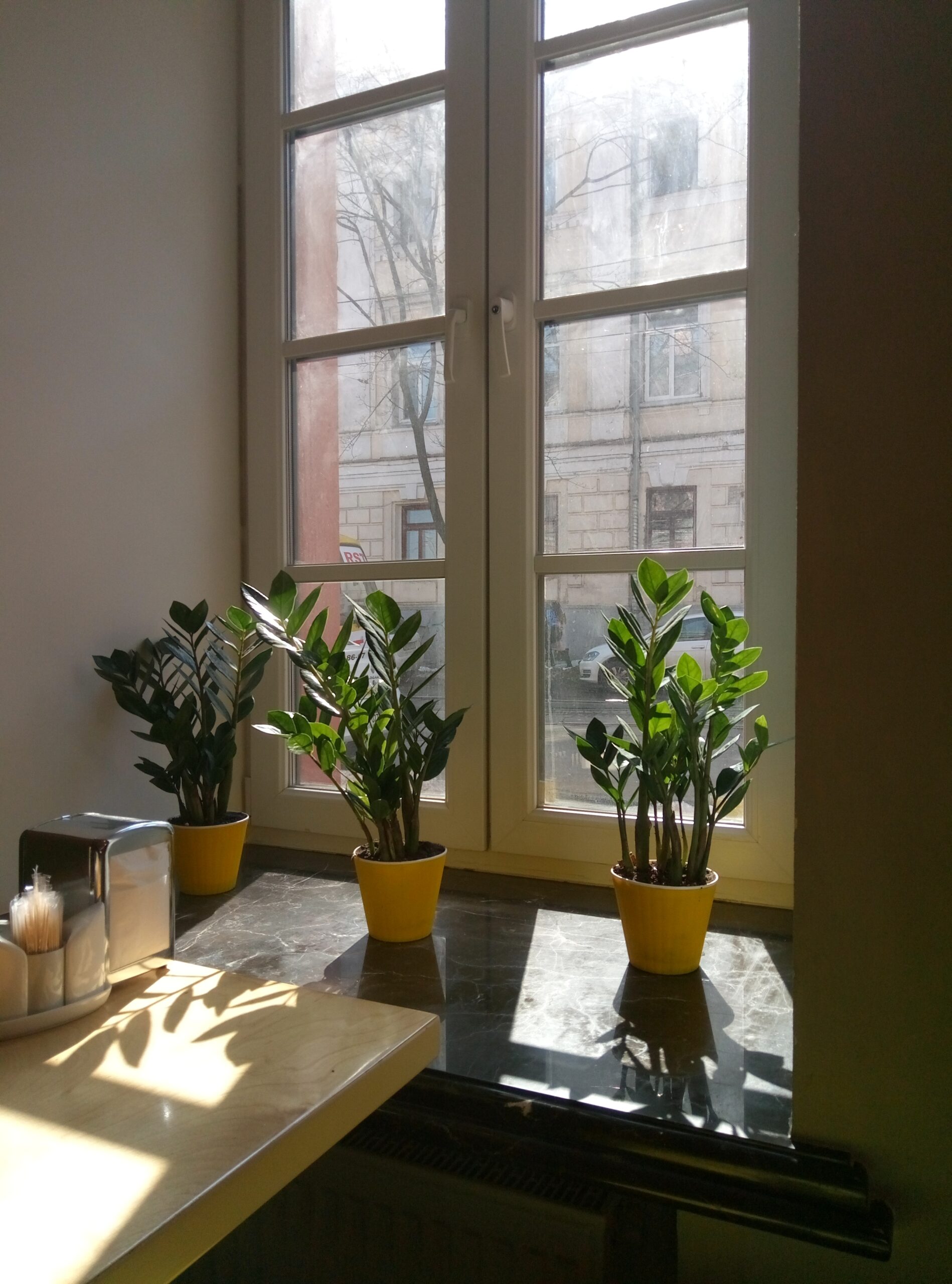 Houseplants by window with natural light
