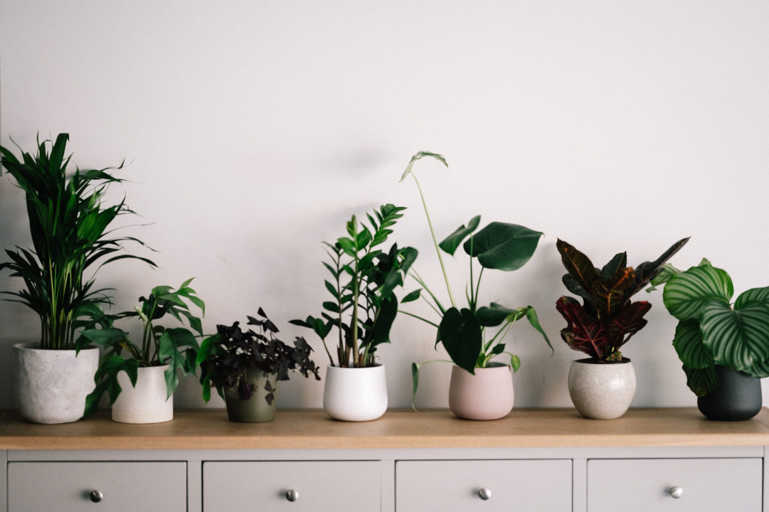 A lineup of assorted houseplants on a countertop