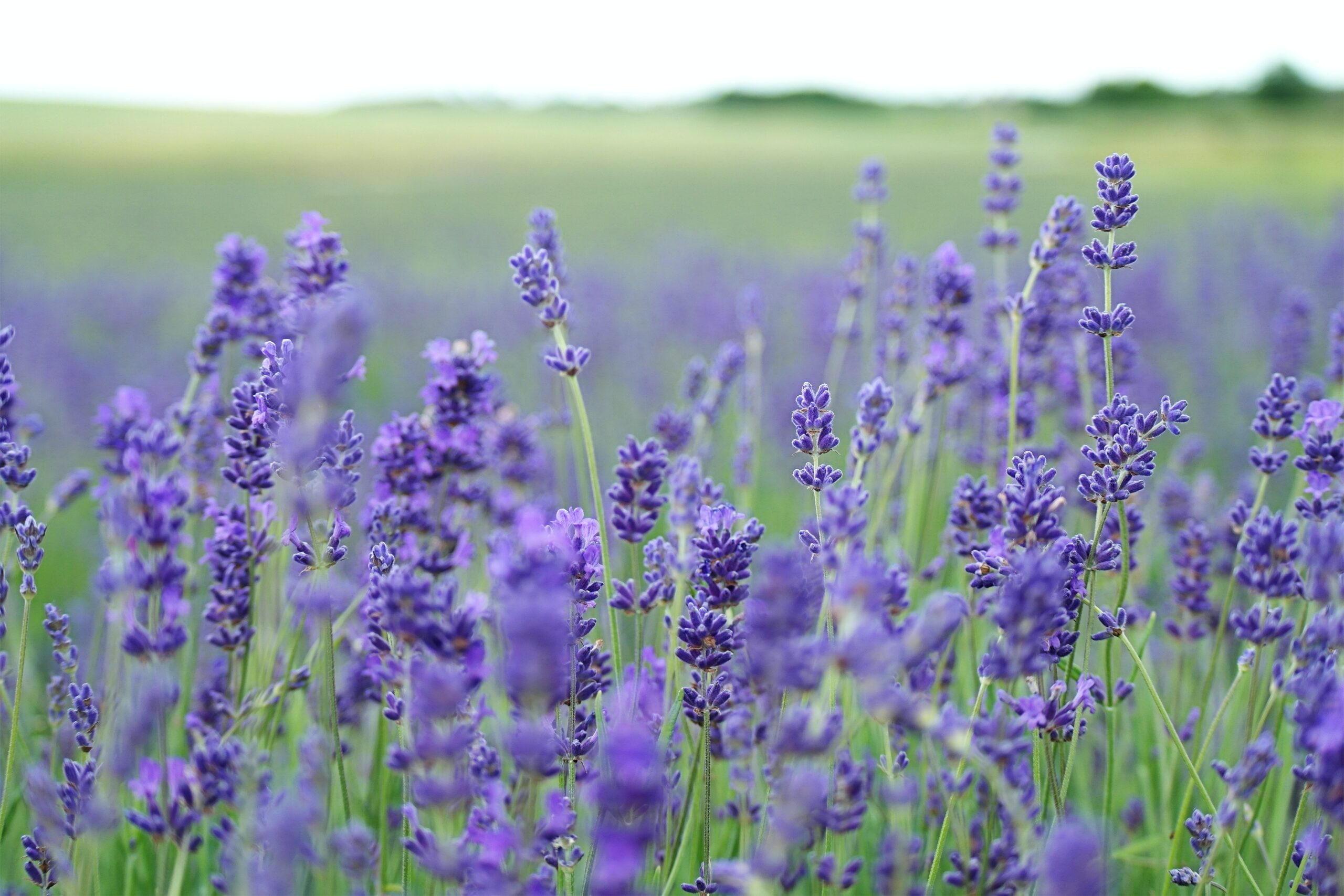 Lavender flowers are great plants that deter flies. Pictured: A field of lavender flowers.