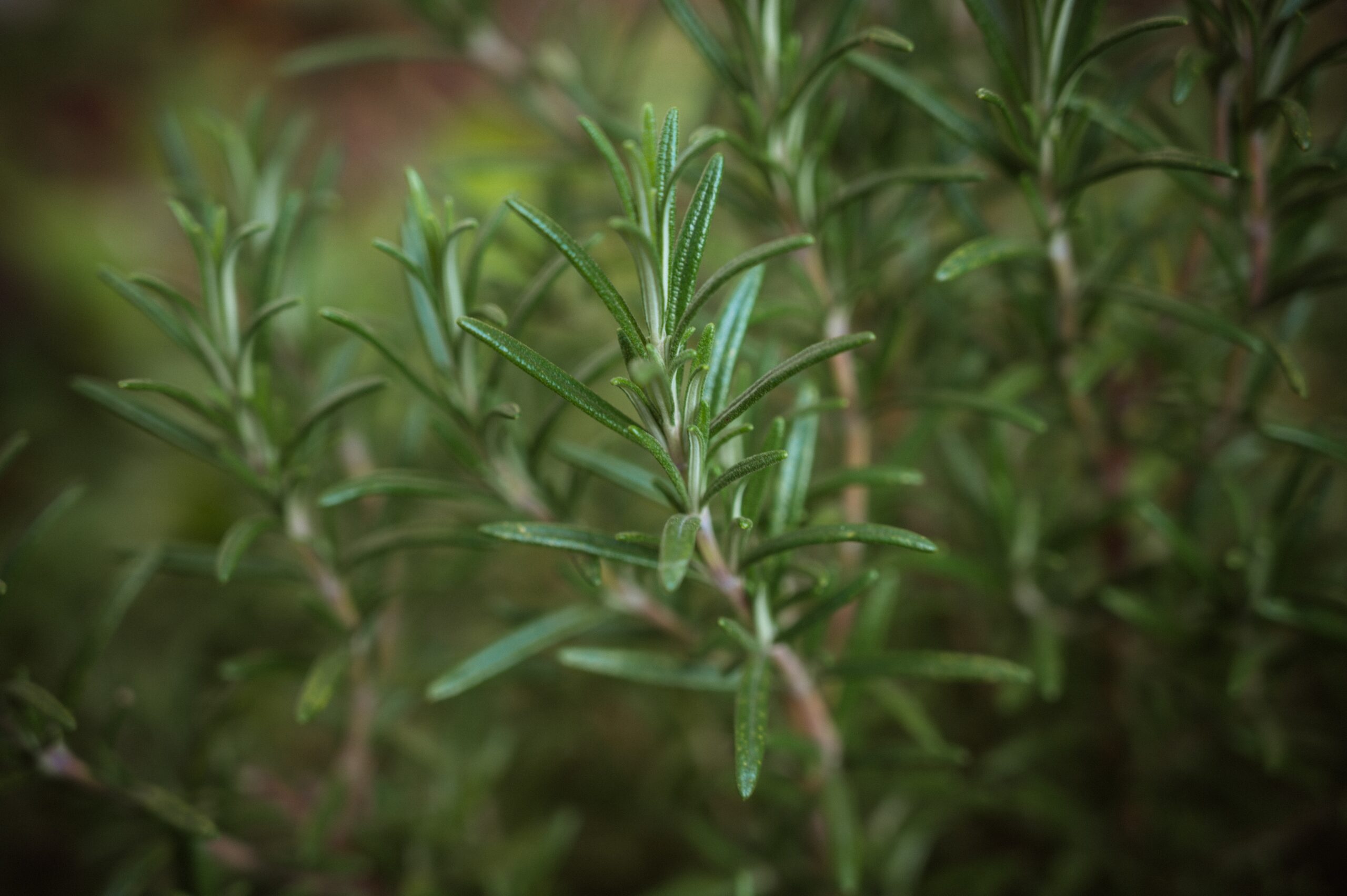 Great for steaks, soups, and other recipes, Rosemary is also a great plant that deters flies. Pictured: Rosemary.
