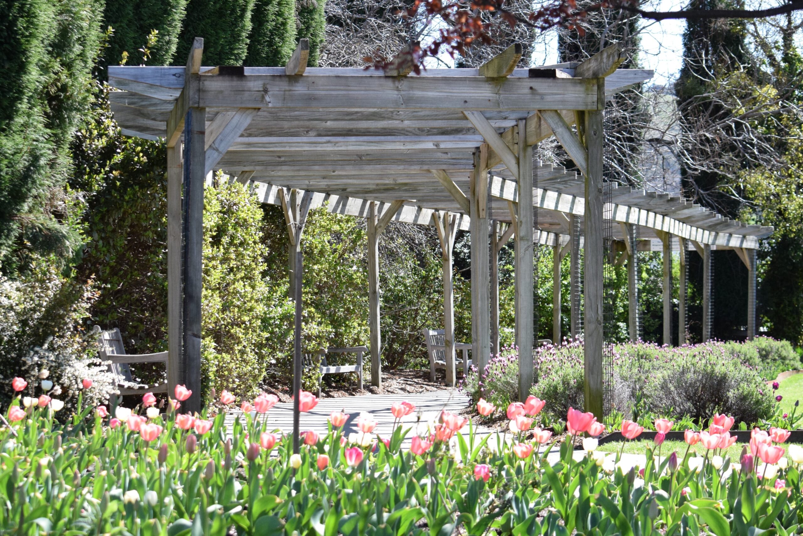 For those who practice movement meditation, add a pathway or walkway to your meditation garden for mindful movement. Pictured: A pathway with tulips and a wood archway. 