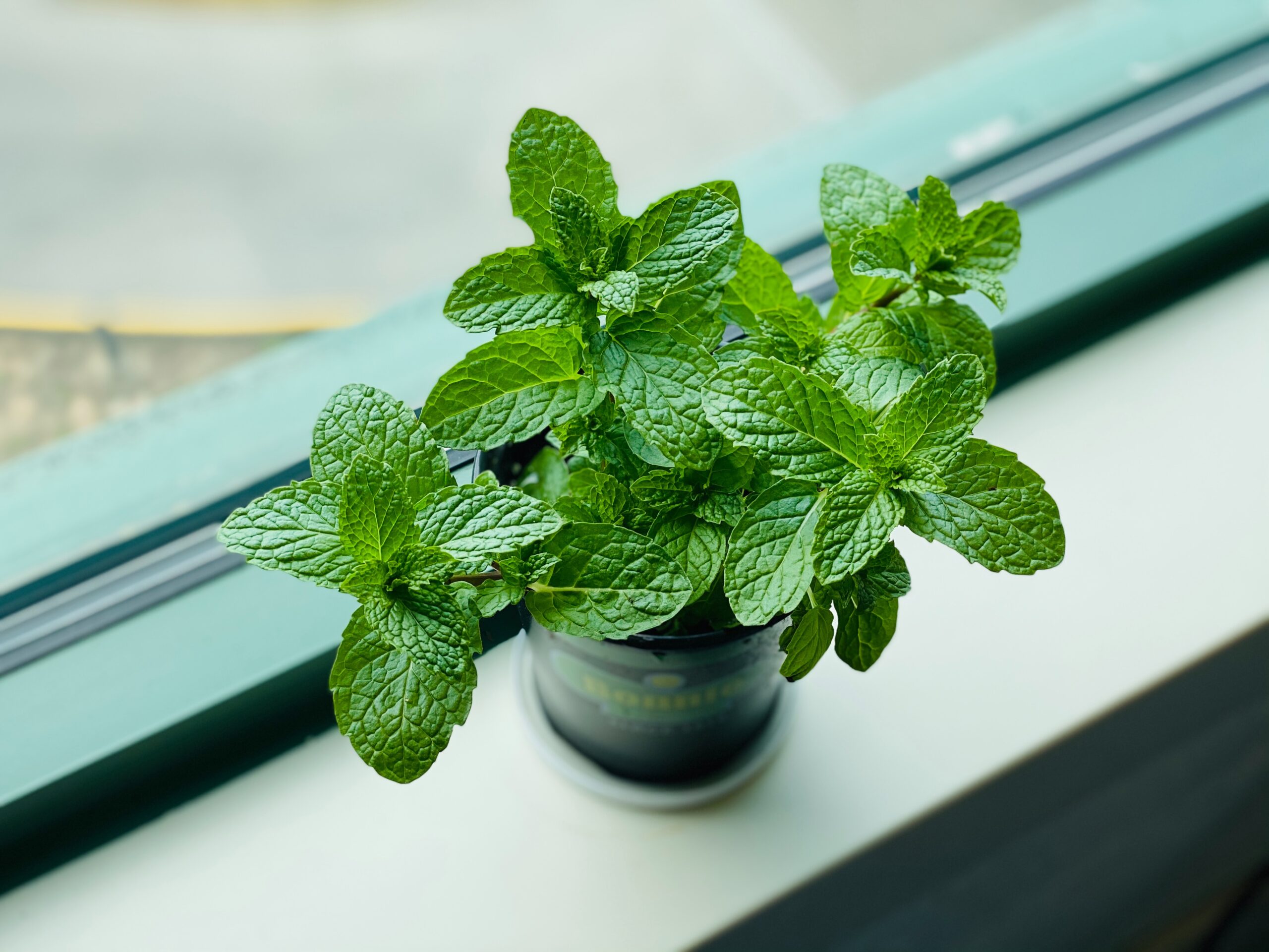 Use this plant for your tea, cocktails, and to deter flies. Pictured: A pot with mint beside a window.