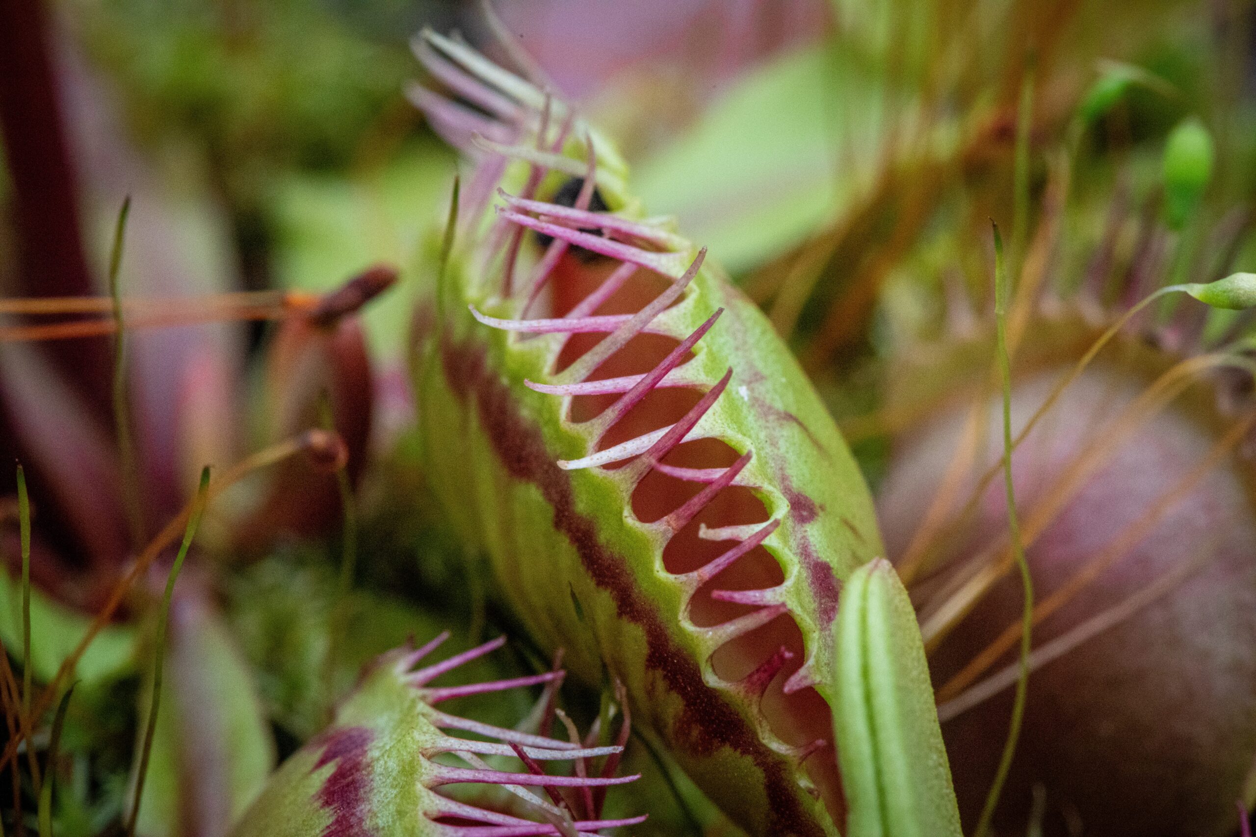 Venus fly traps are plants that deter flies by using their jaw-like structure and nectar to trap flies. Pictured: A venus flytrap.