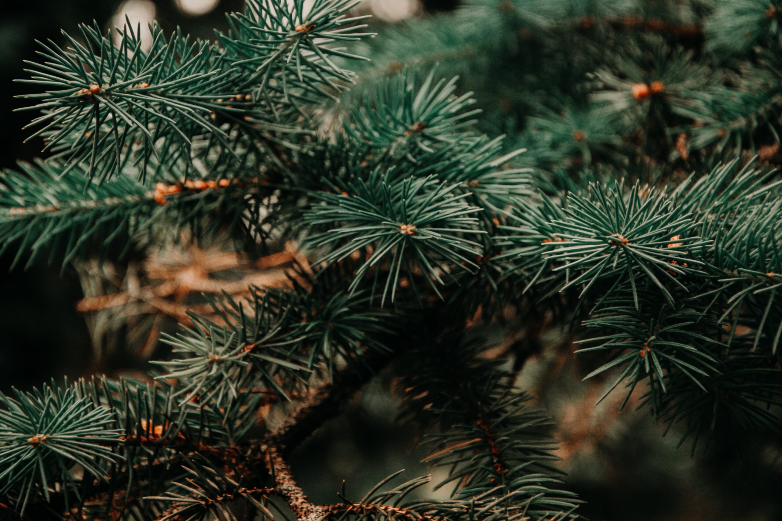 A closeup of a pine tree