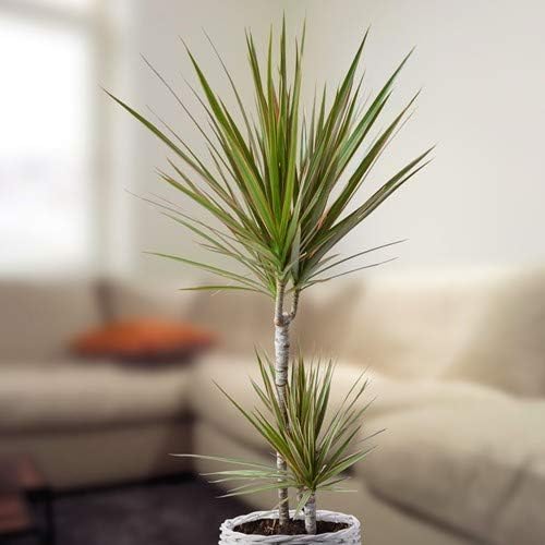 The Dragon tree is a great indoor tree that requires low light and can be planted in loose soil. Pictured: A dragon tree