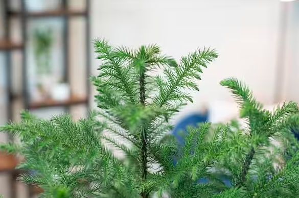 The Norfolk Island Pine Tree is an indoor tree that thrives in both low light and sunlight. Pictured: A Norfolk Island Pine Tree