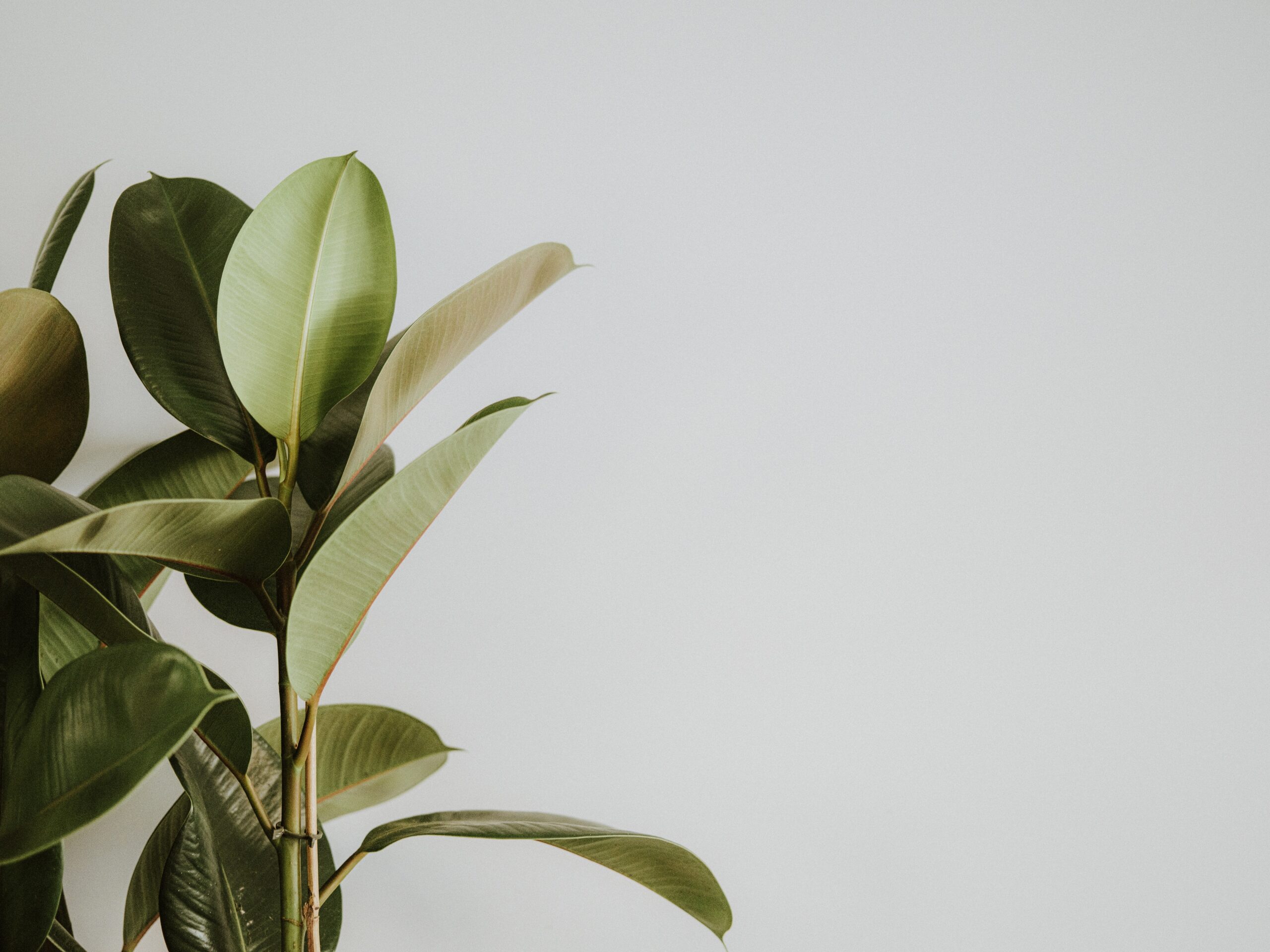 A rubber plant makes the perfect addition to your home. This indoor tree grows and thrives in low light and requires a moist soil. Pictured: A rubber plant or Ficus Elastica tree.