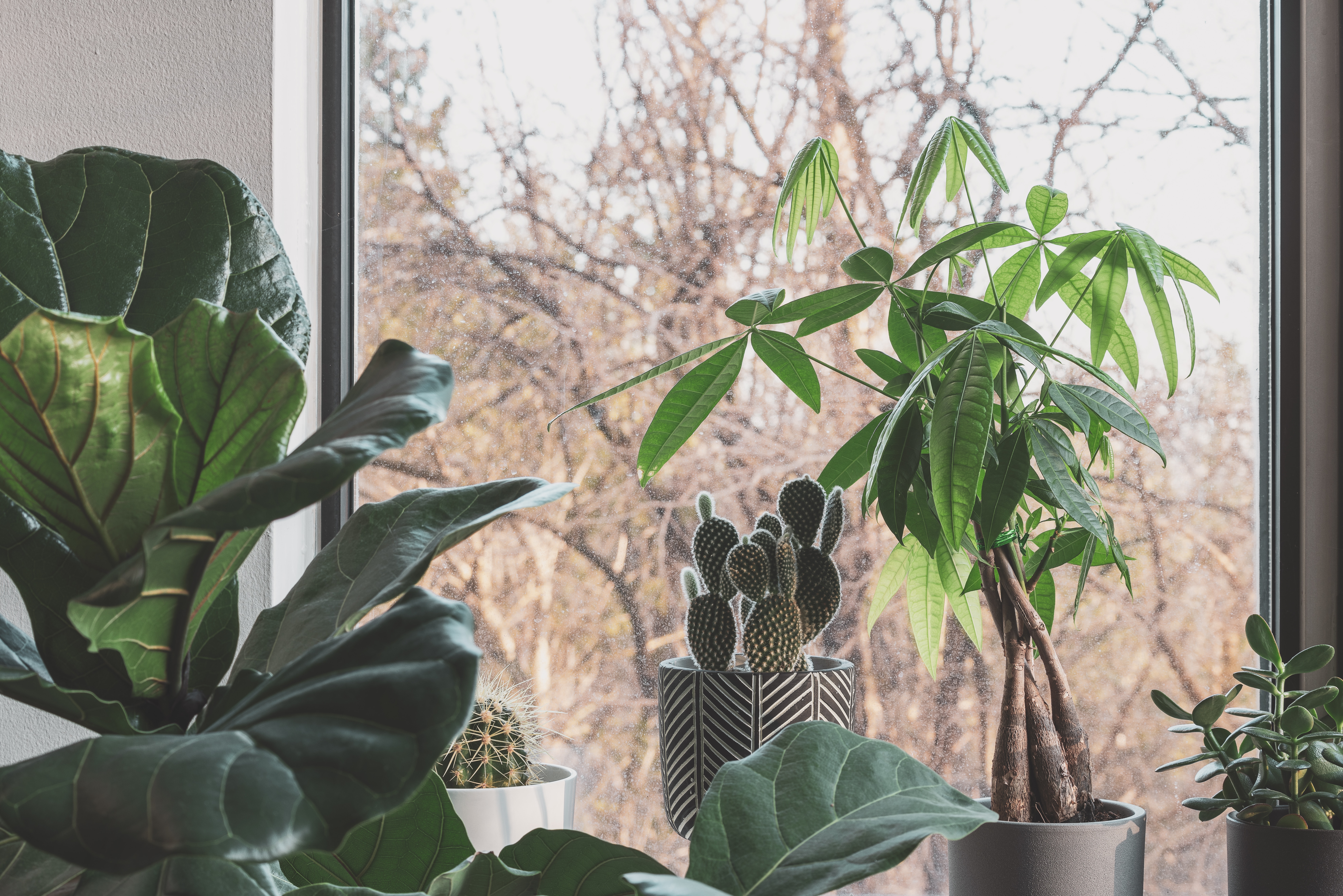 The money tree, also known as the Pachira Aquatica is said to bring positivity and is a great indoor tree that thrives in low light settings. Pictured: A money tree.