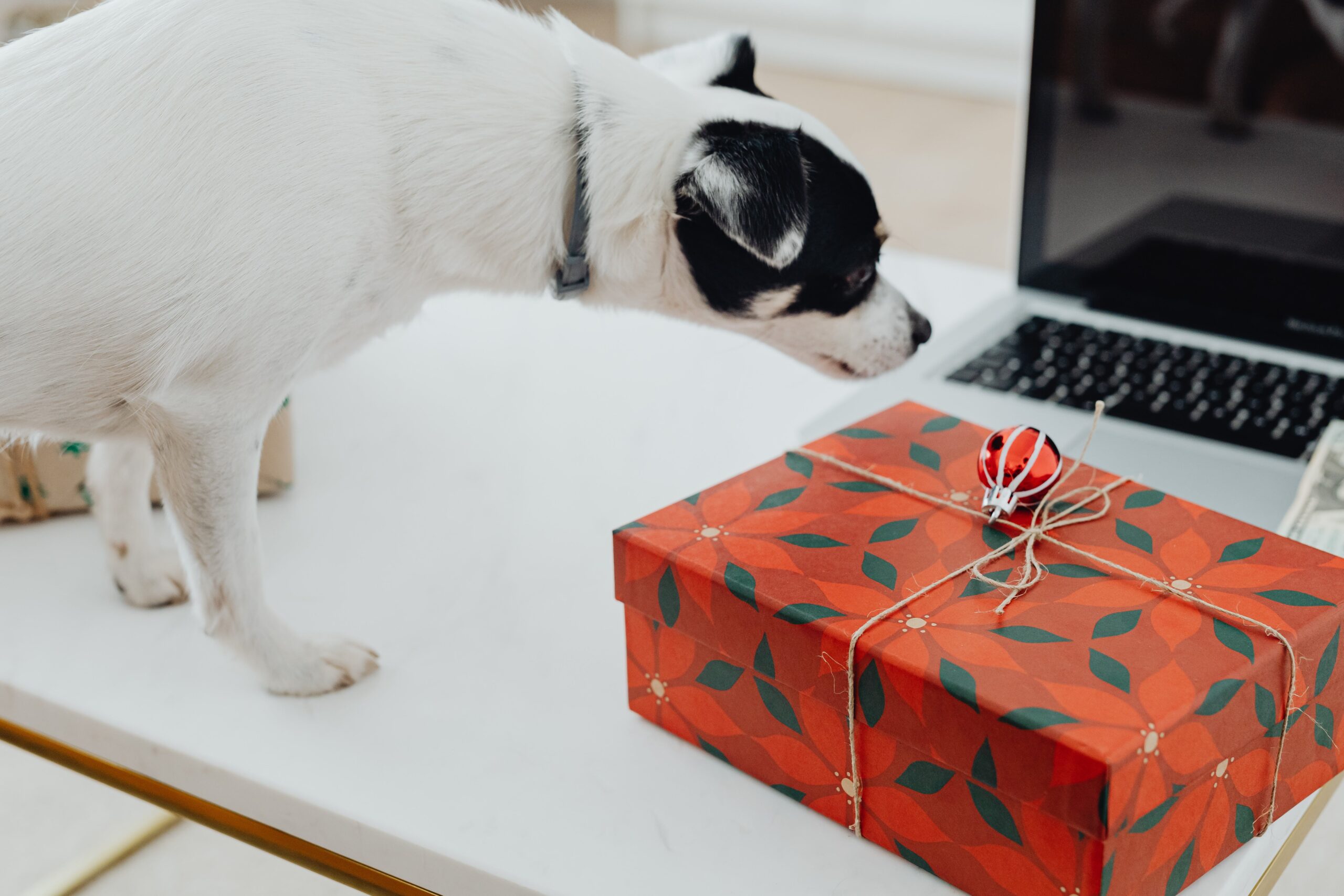 pet with Christmas gift wrapping