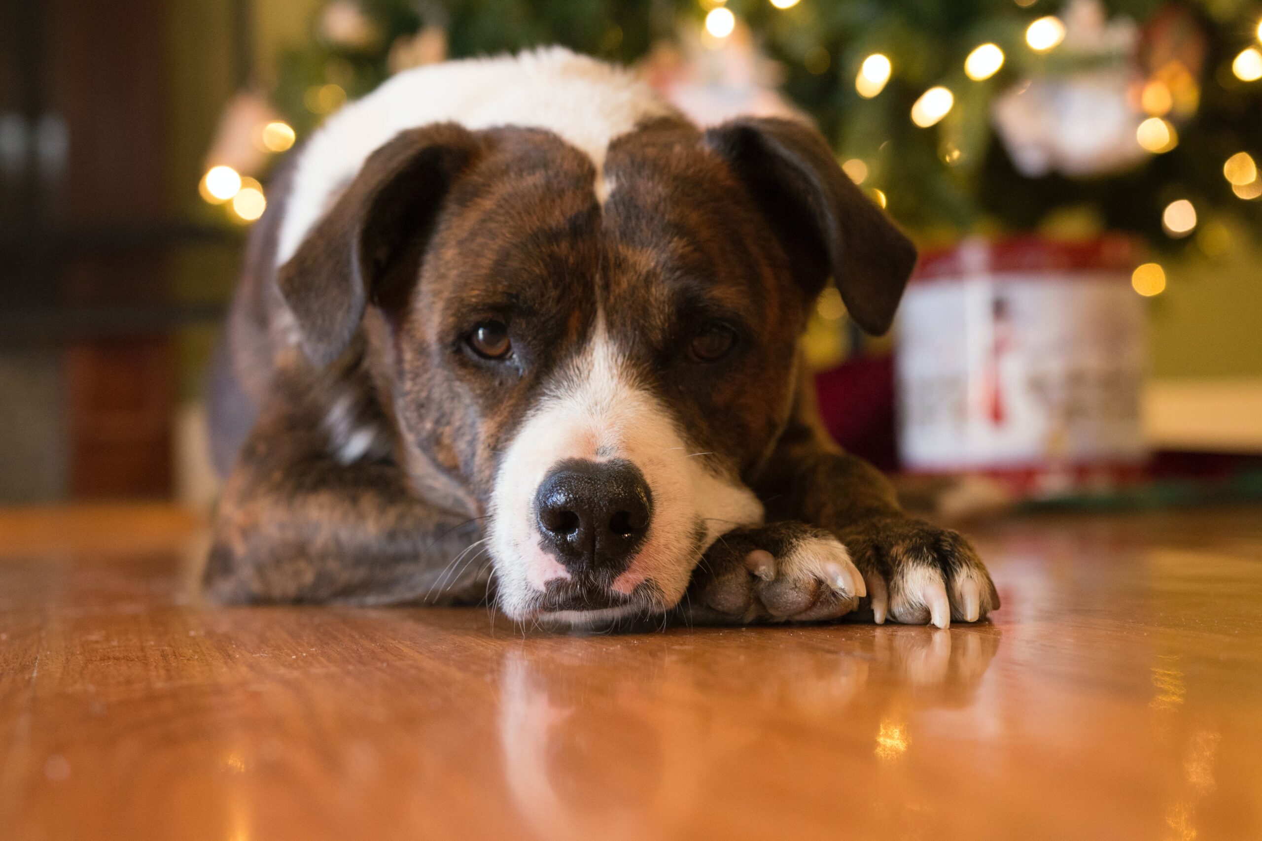holiday pet safety during Christmas