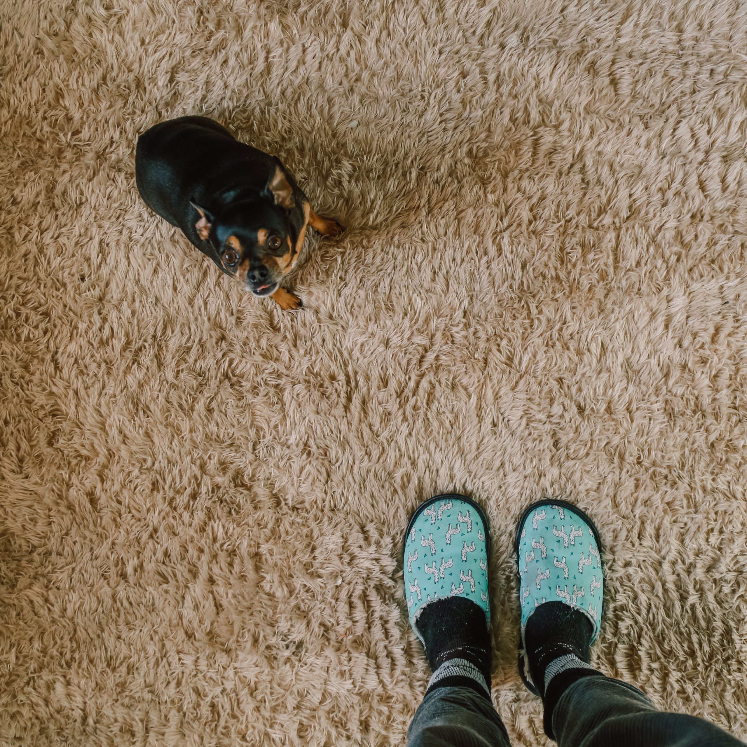 clean carpet stains from pet accidents