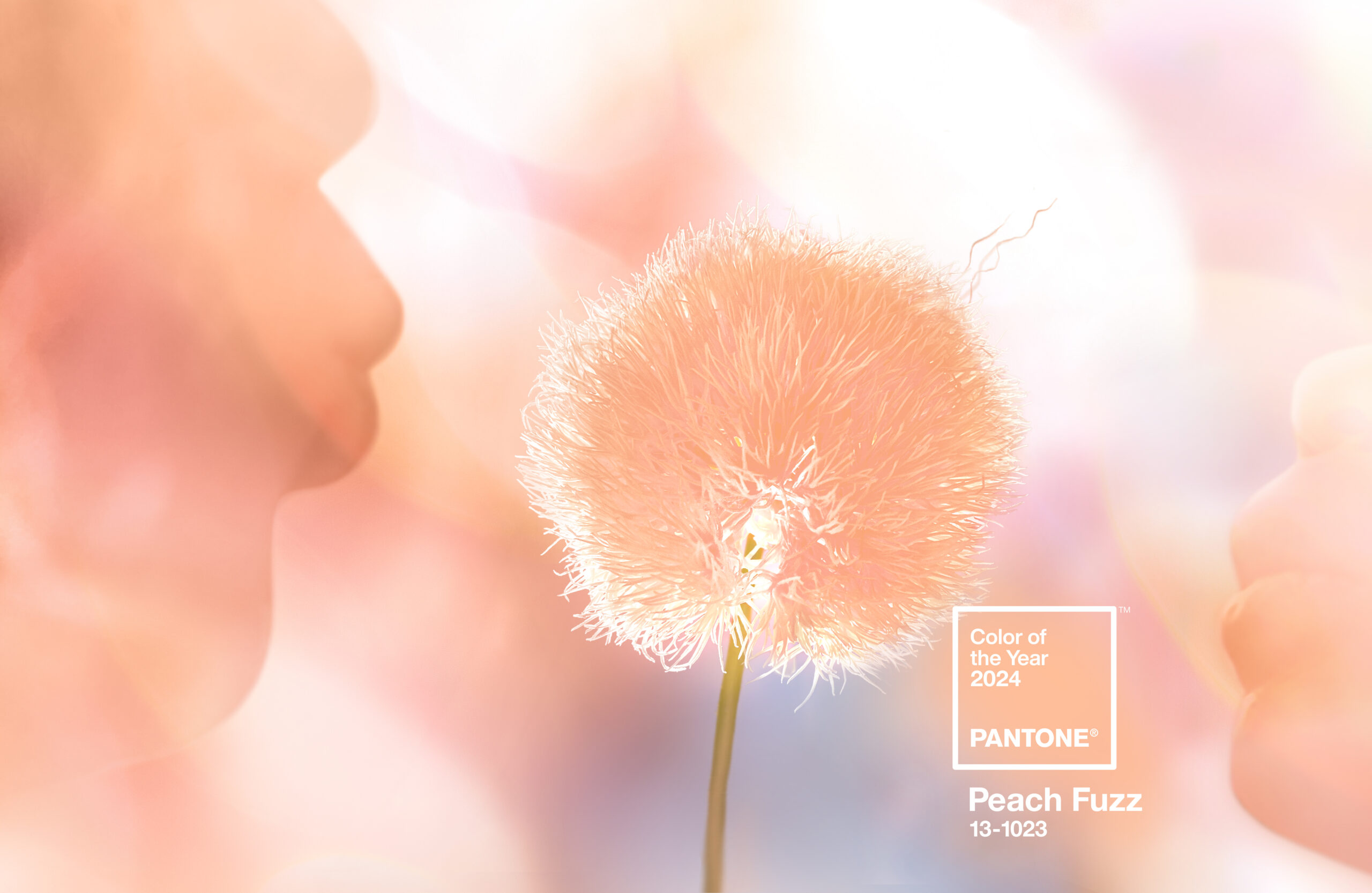 Peach Fuzz Pantone Color of the Year Peach Fuzz