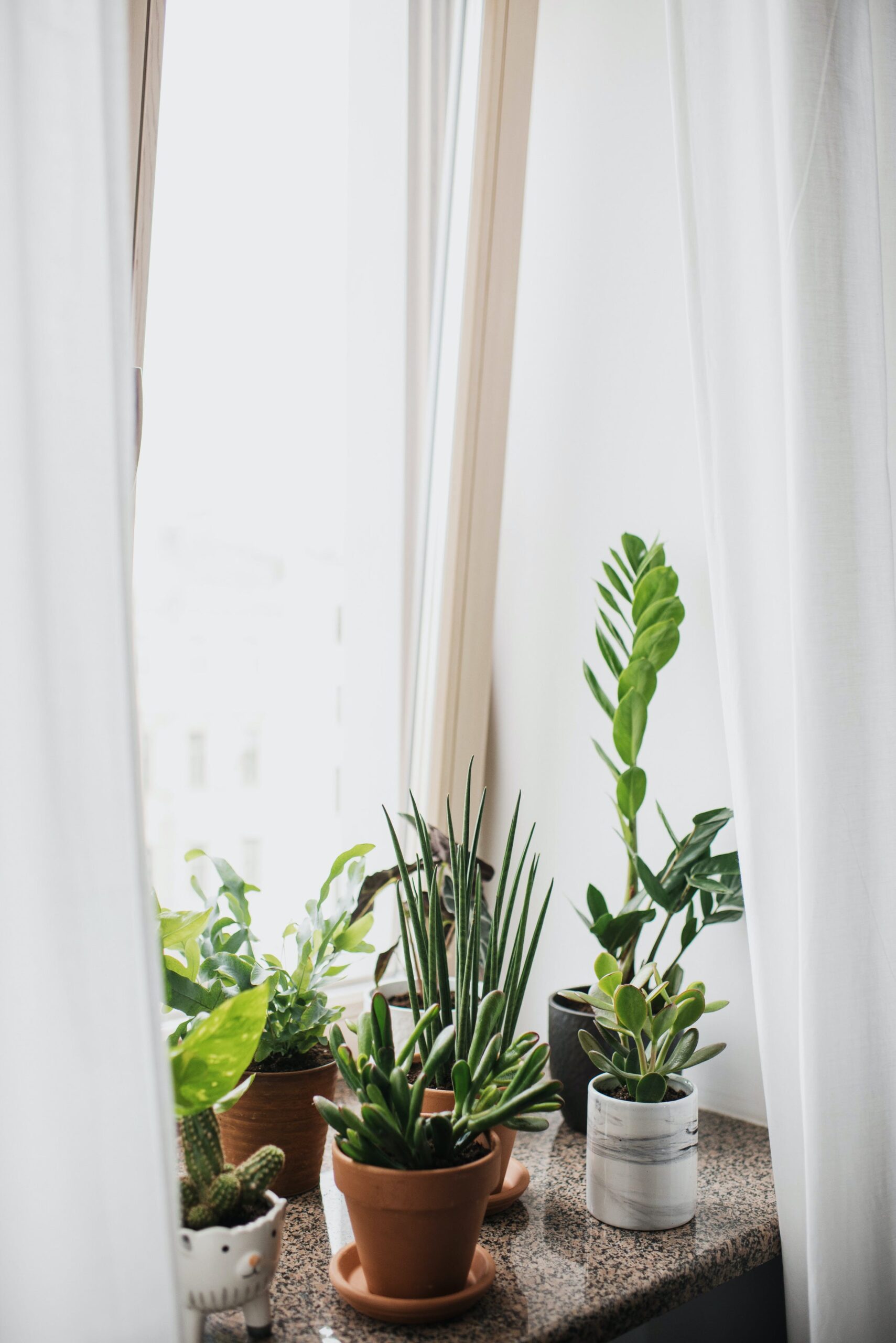 Plants with light