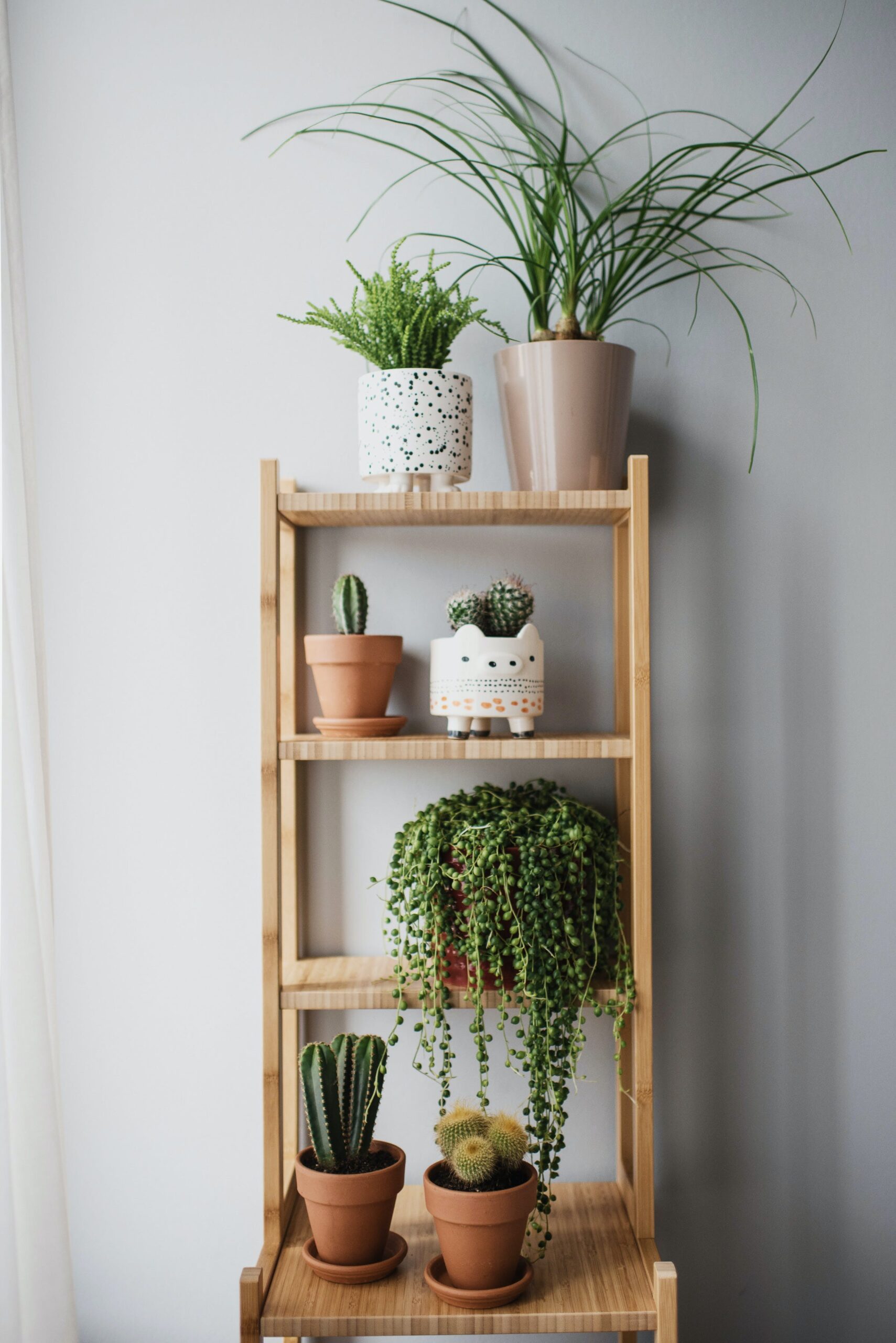 Plants on shelf