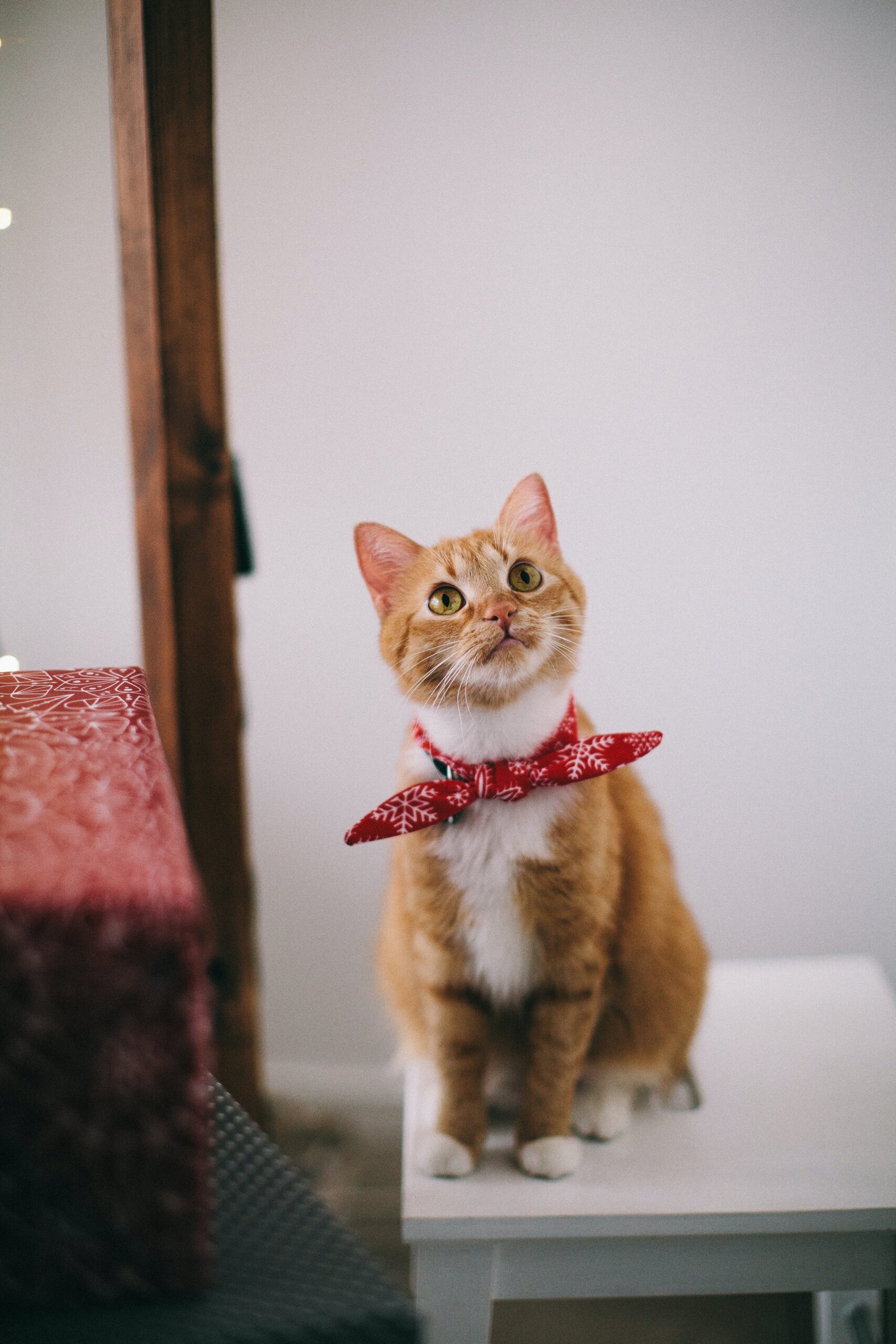 Orange cat with red bandana