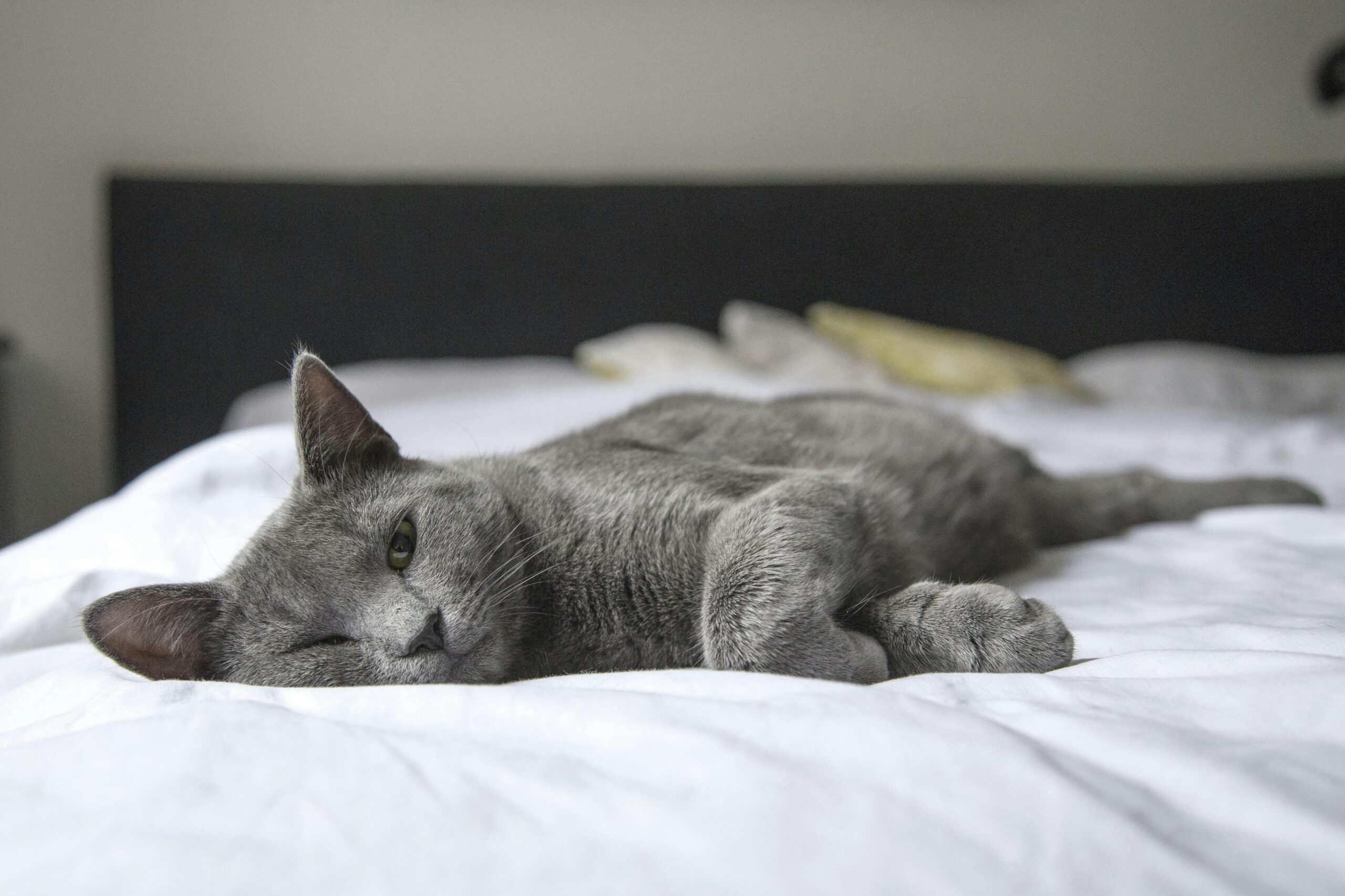 Grey cat laying on bed 