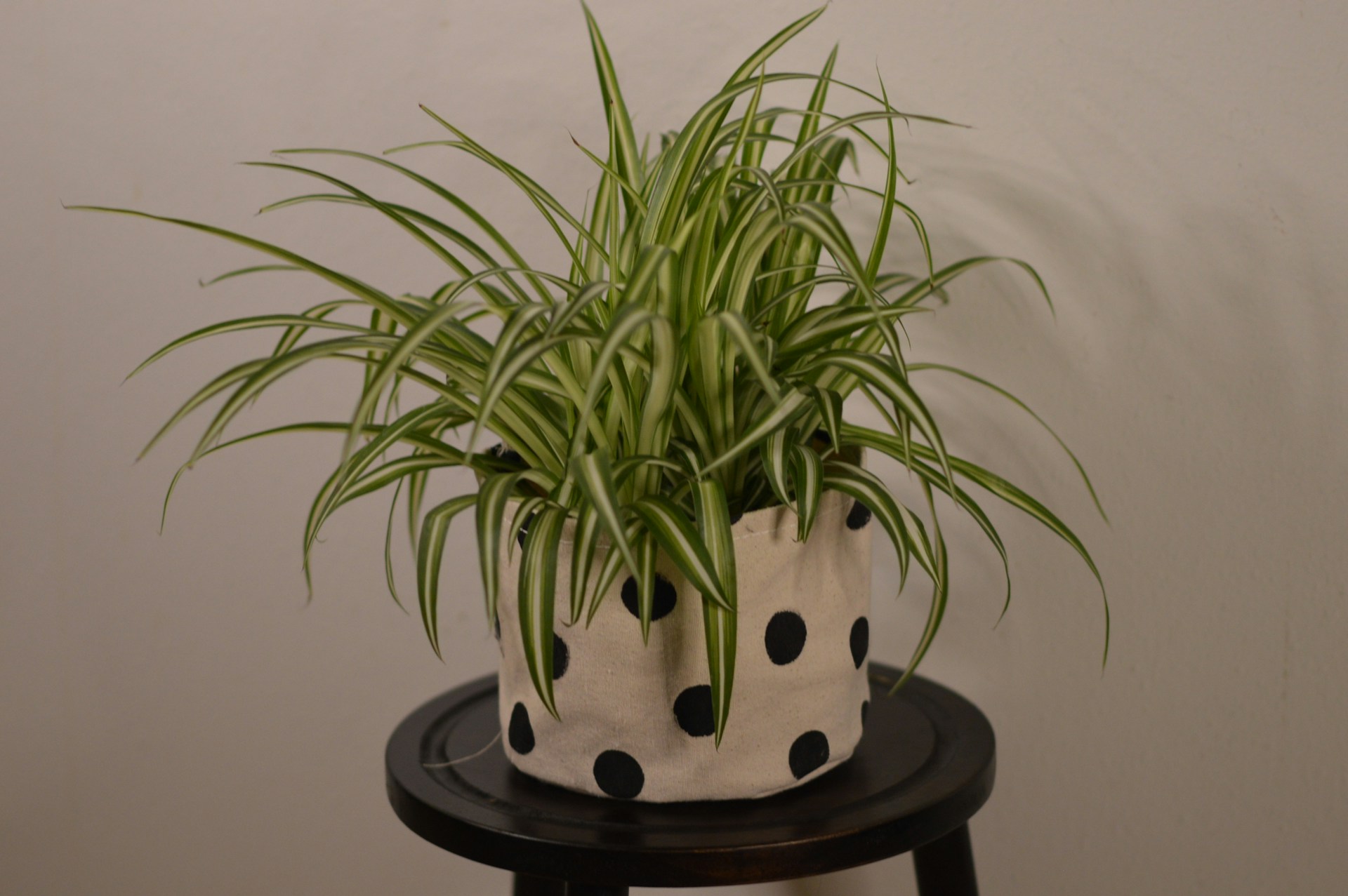 Spider Plant in polka dot canvas 