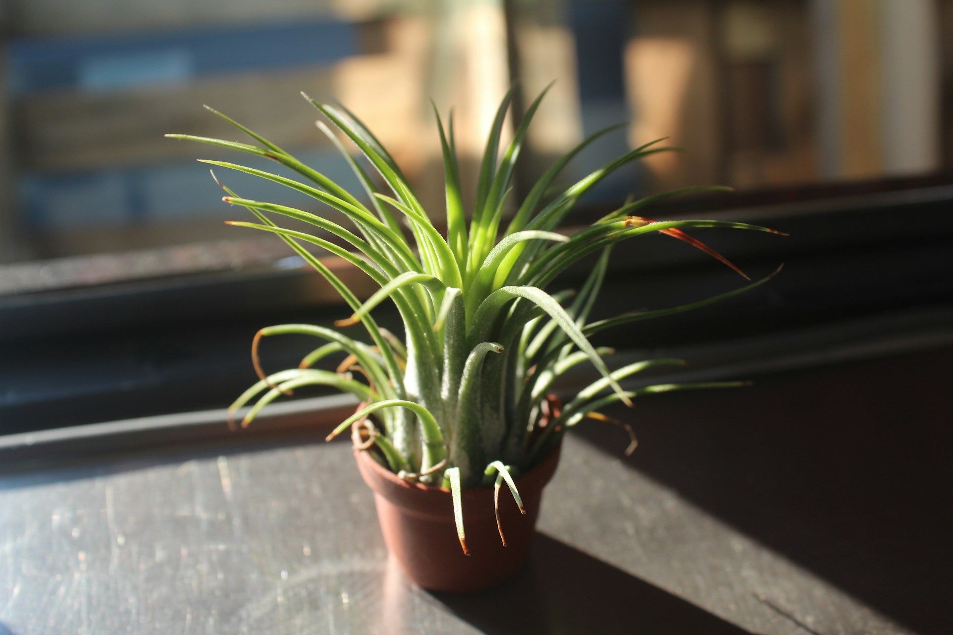 Air plant in a pot