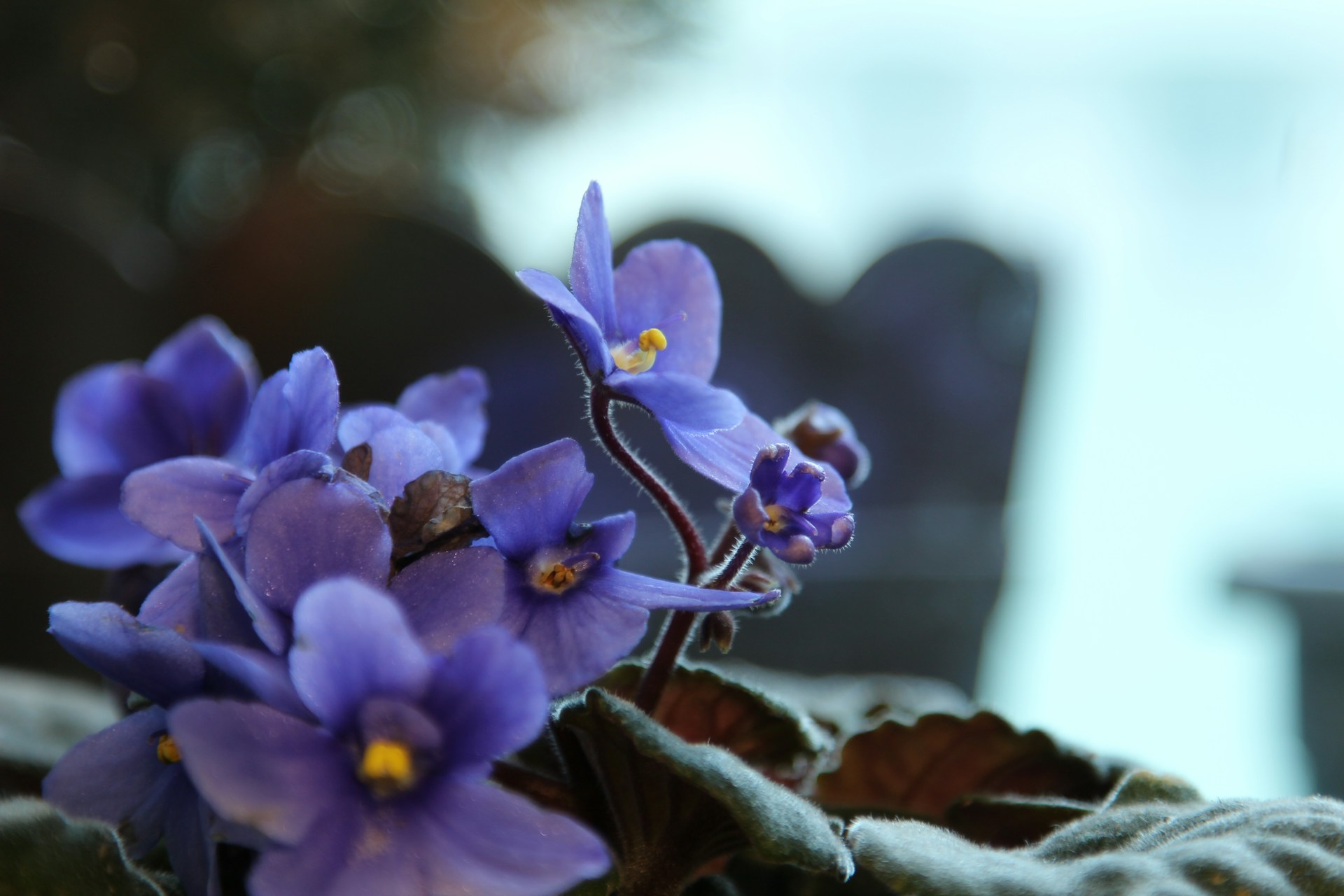 Close up of African Violets.