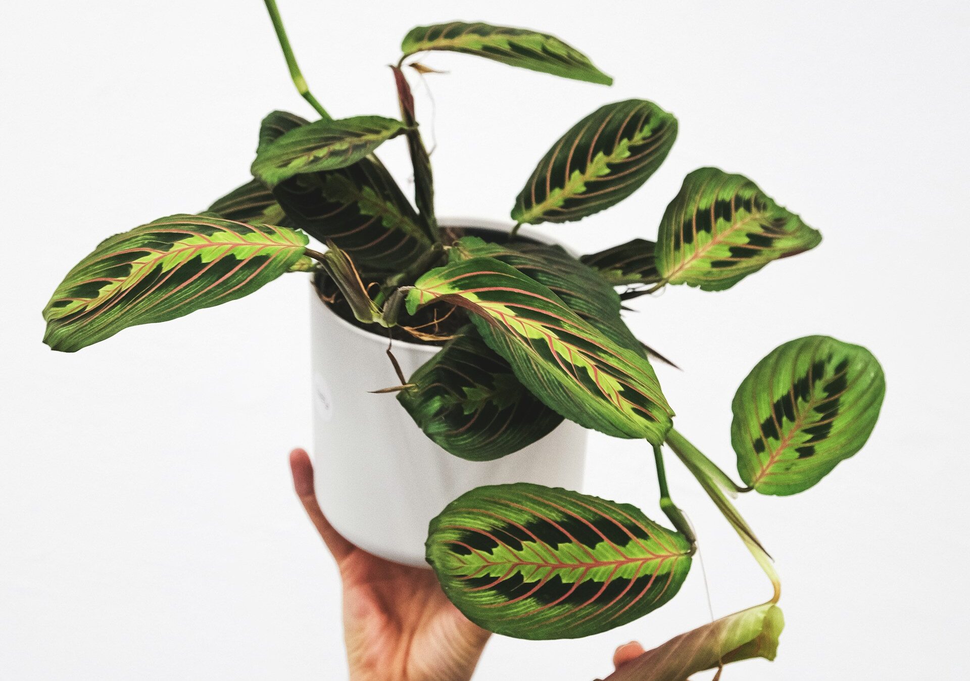 Holding potted Prayer Plant