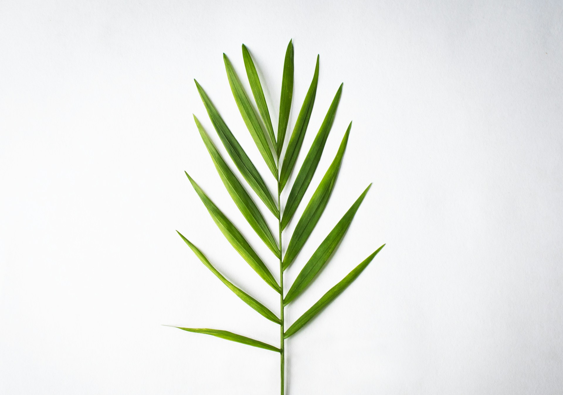 parlor palm frond on white paper 