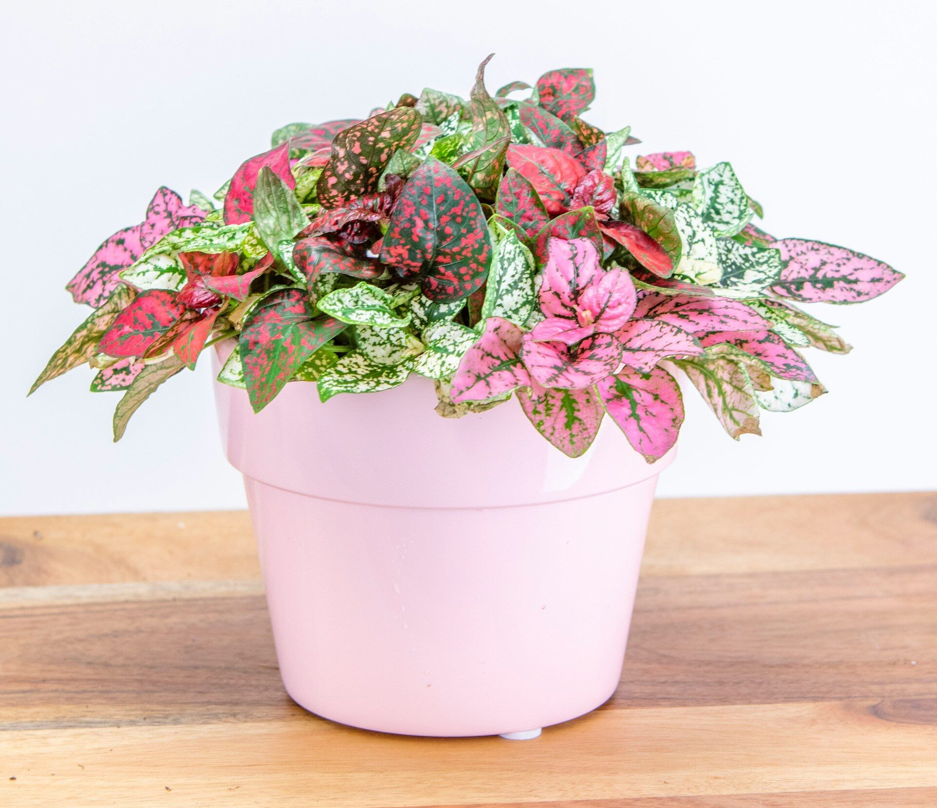 Polka Dot Plant in pink pot