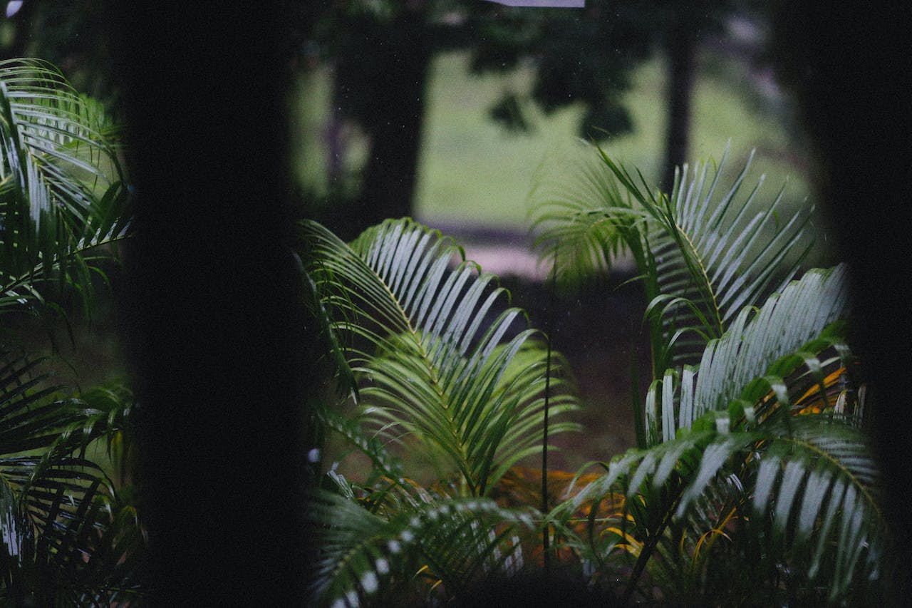 Bamboo Palm in rain