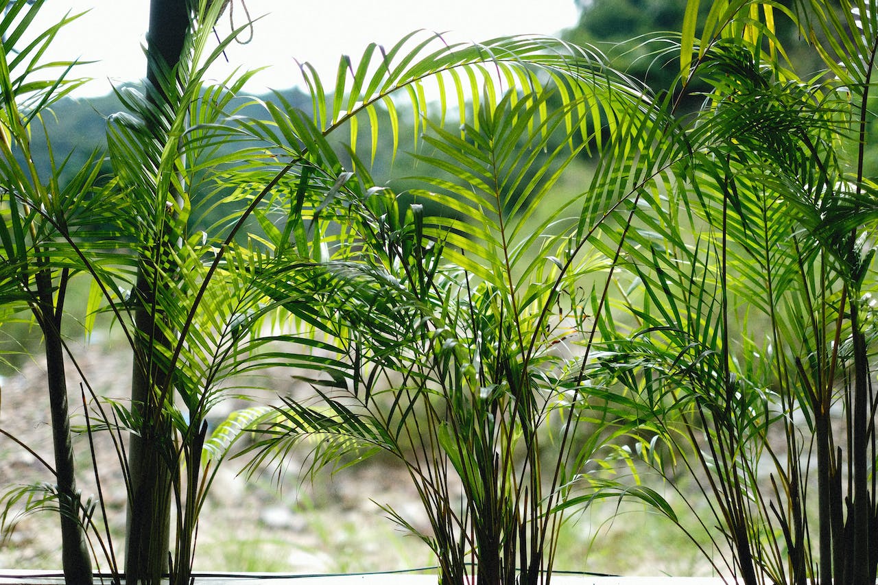 Areca Palm trees