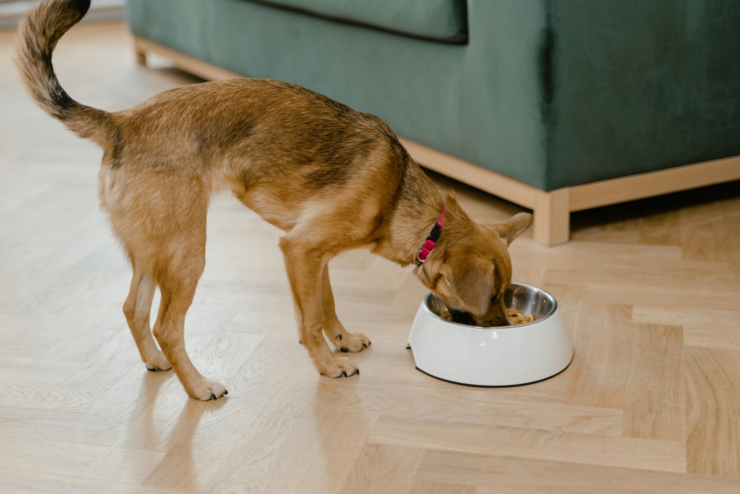 pet drinking from pet bowl
