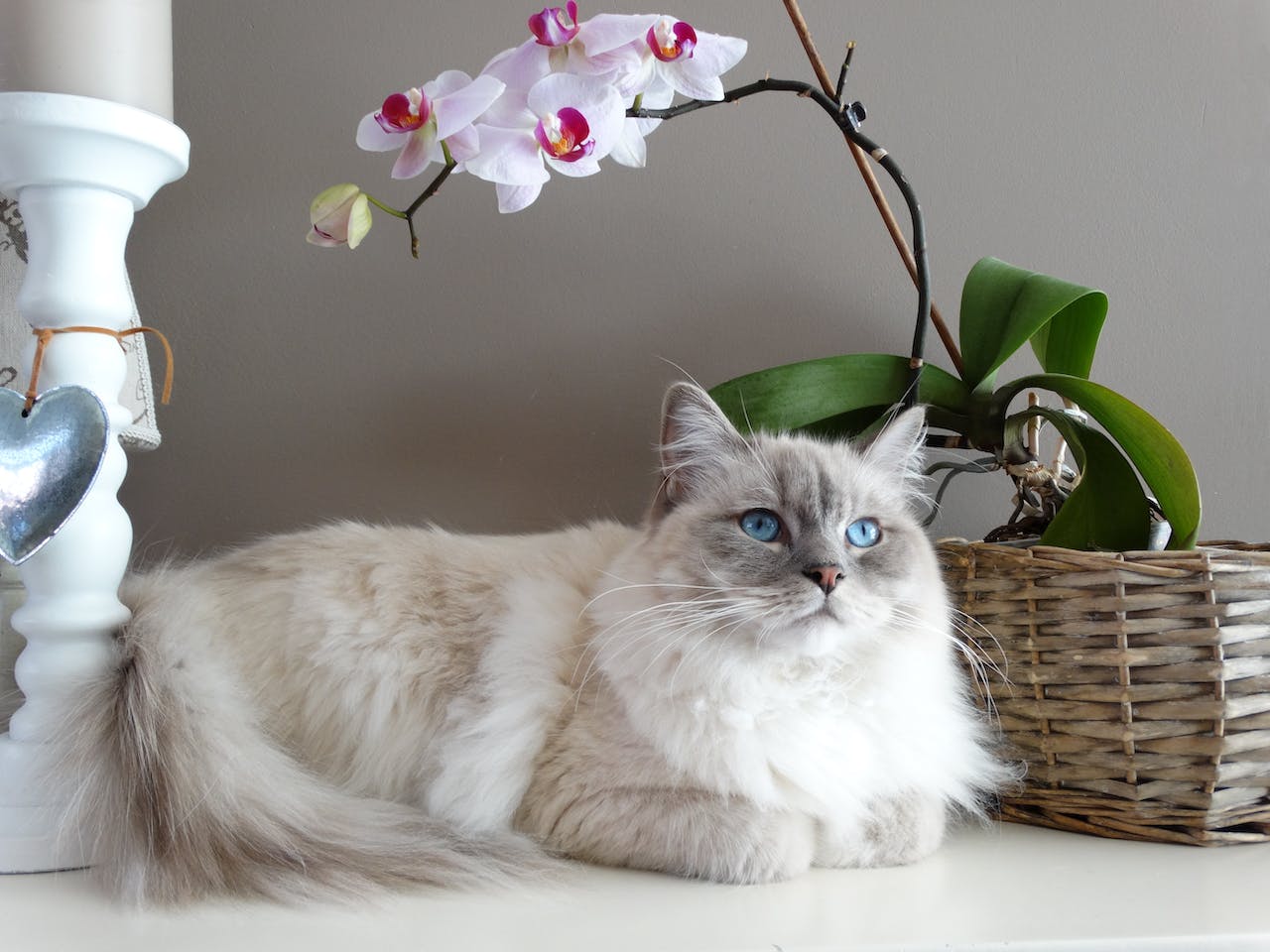 cat sitting next to orchids 