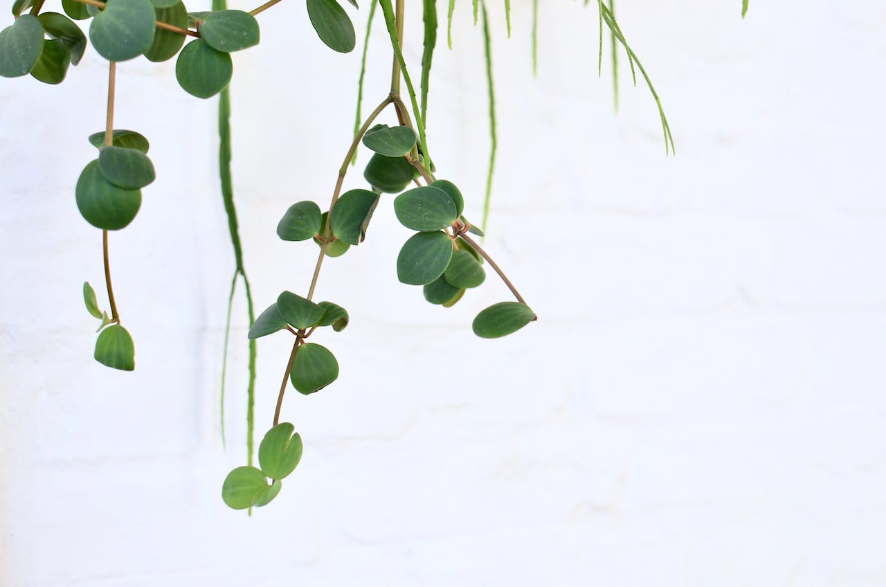 Hanging Peperomia