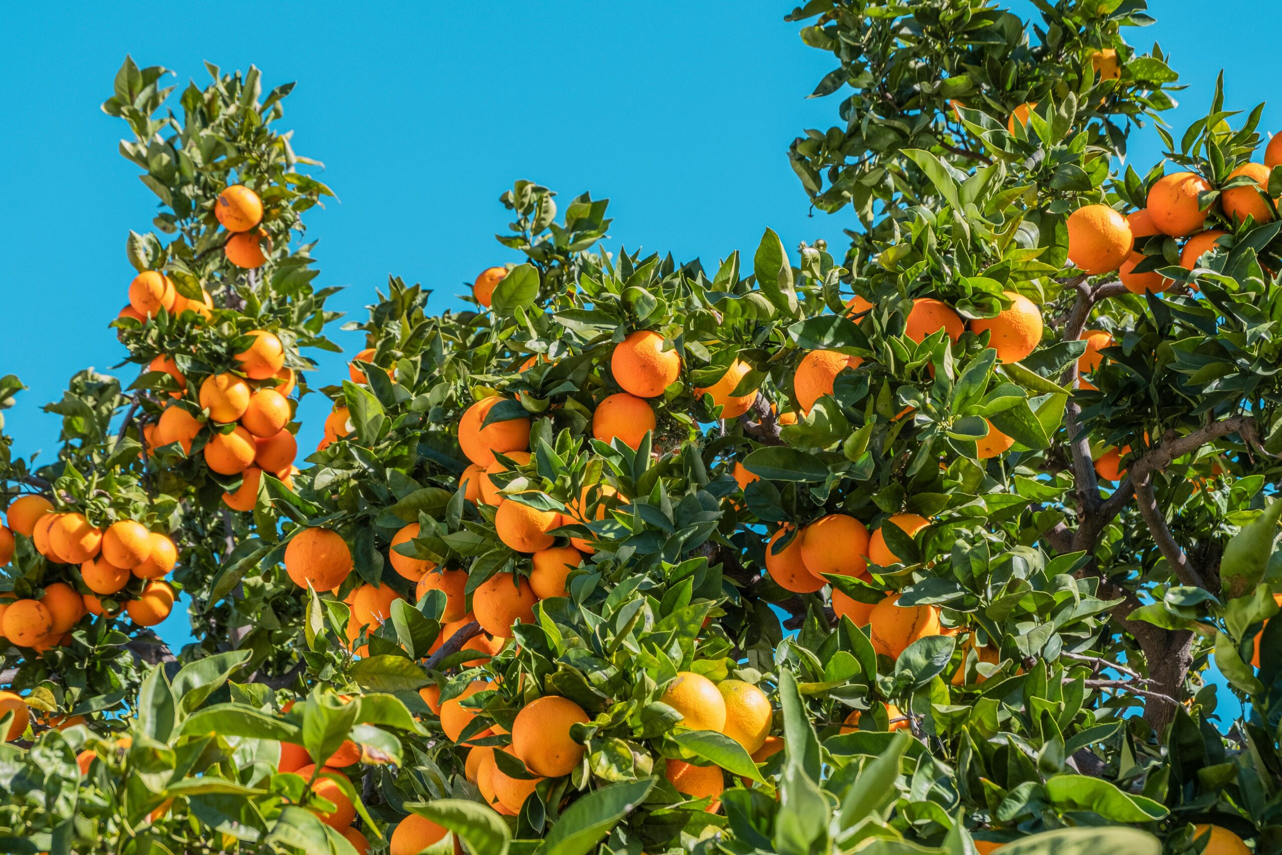 Can everyone drink a cortisol cocktail? Let's break it down here. Pictured: A tree with oranges