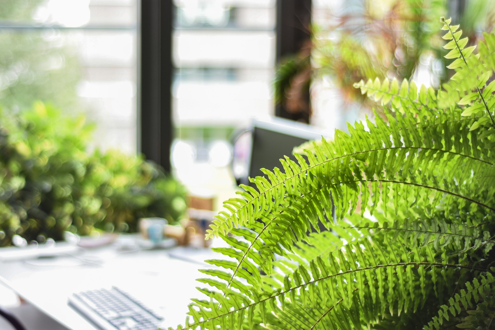 Boston Fern in an office