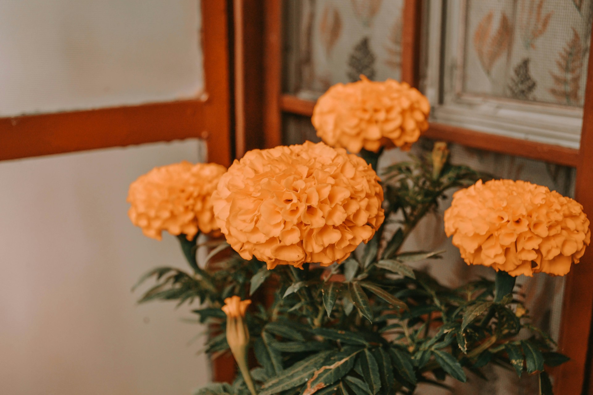 Four marigold flowers 