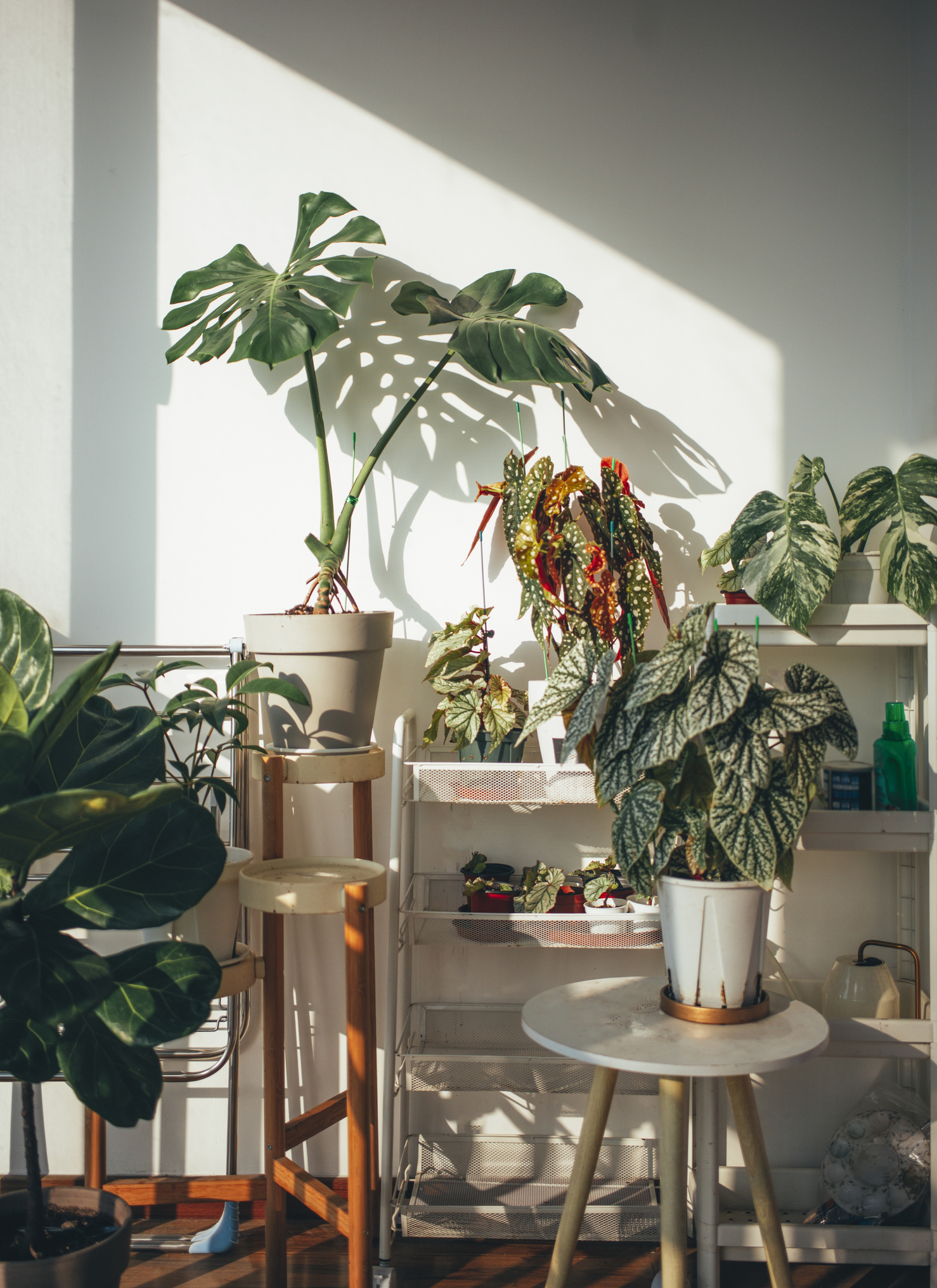 Which Houseplant Should You Get Based on Your Personality? Home & Texture