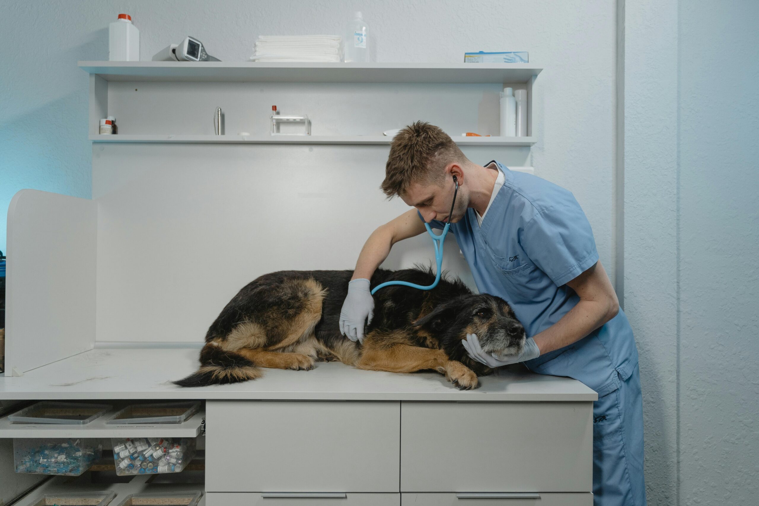 A veterinarian assessing a dog