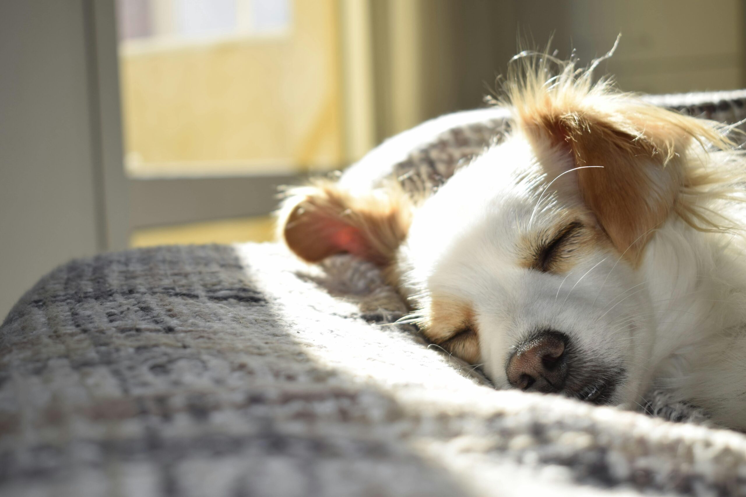 A white and tan dog sleep on a gray cushion