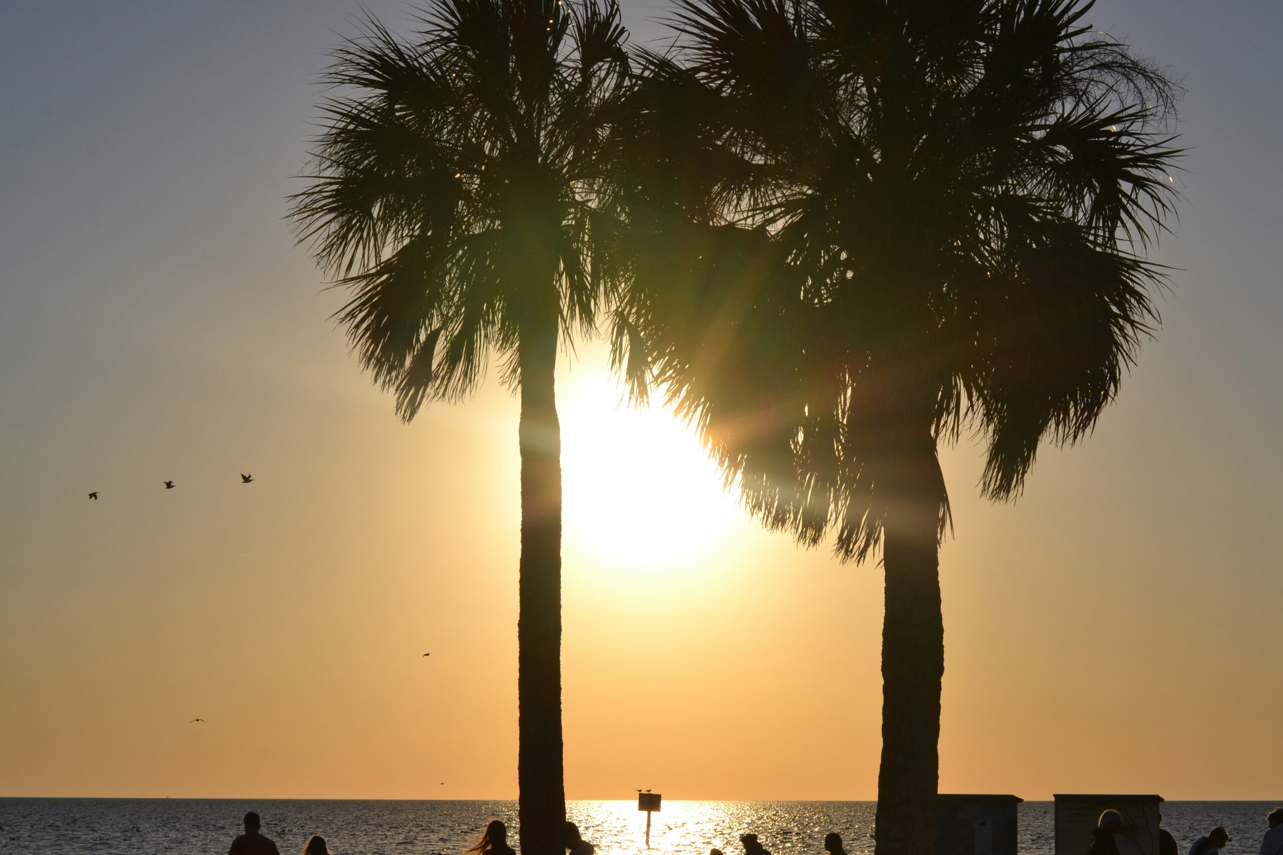 Tallahassee is one of the cheapest places to live in Florida for young professionals. Pictured: Palm trees on the beach