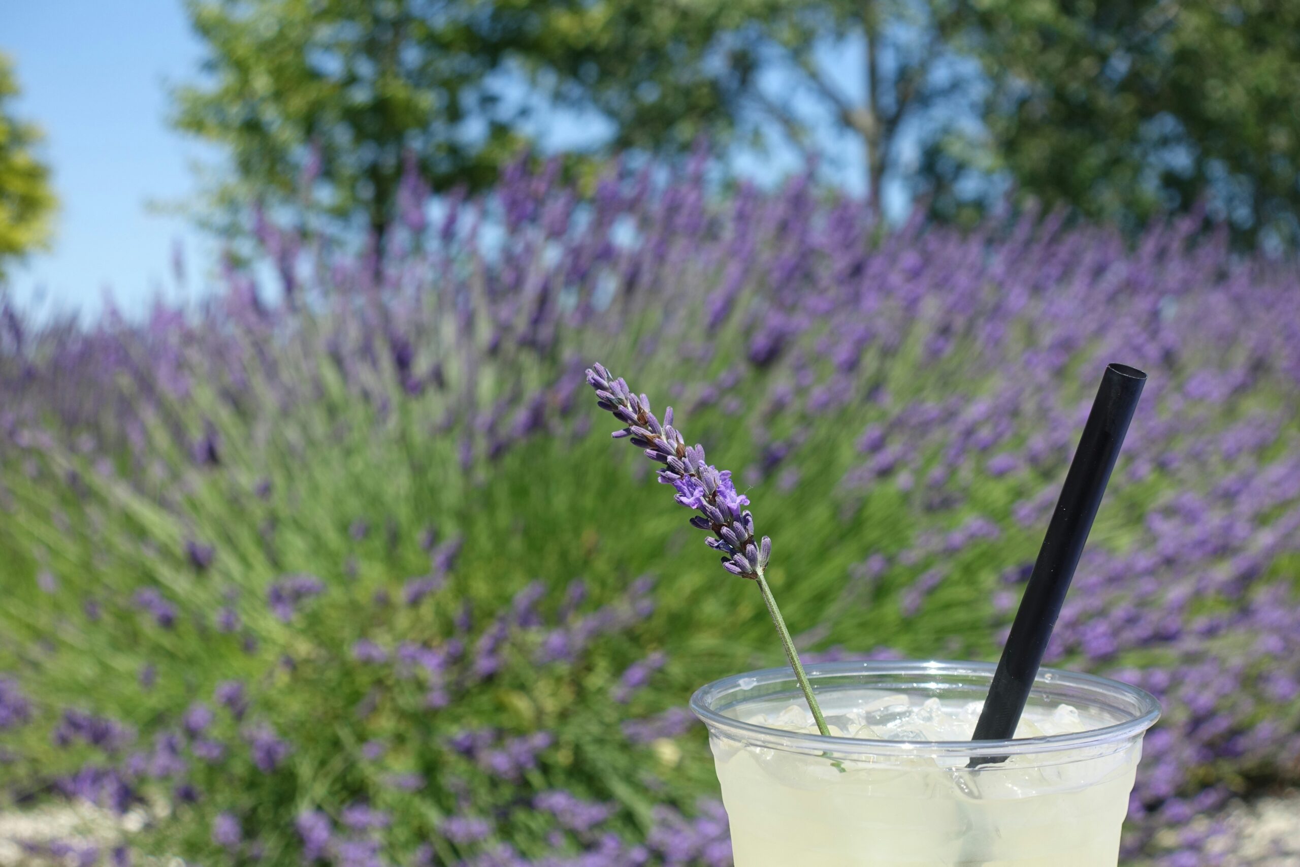Wondering what to mix with gin? A Lavender Lemonade cocktail is the perfect drink for Spring and Summer. Pictured: Lemonade in front of a lavender field